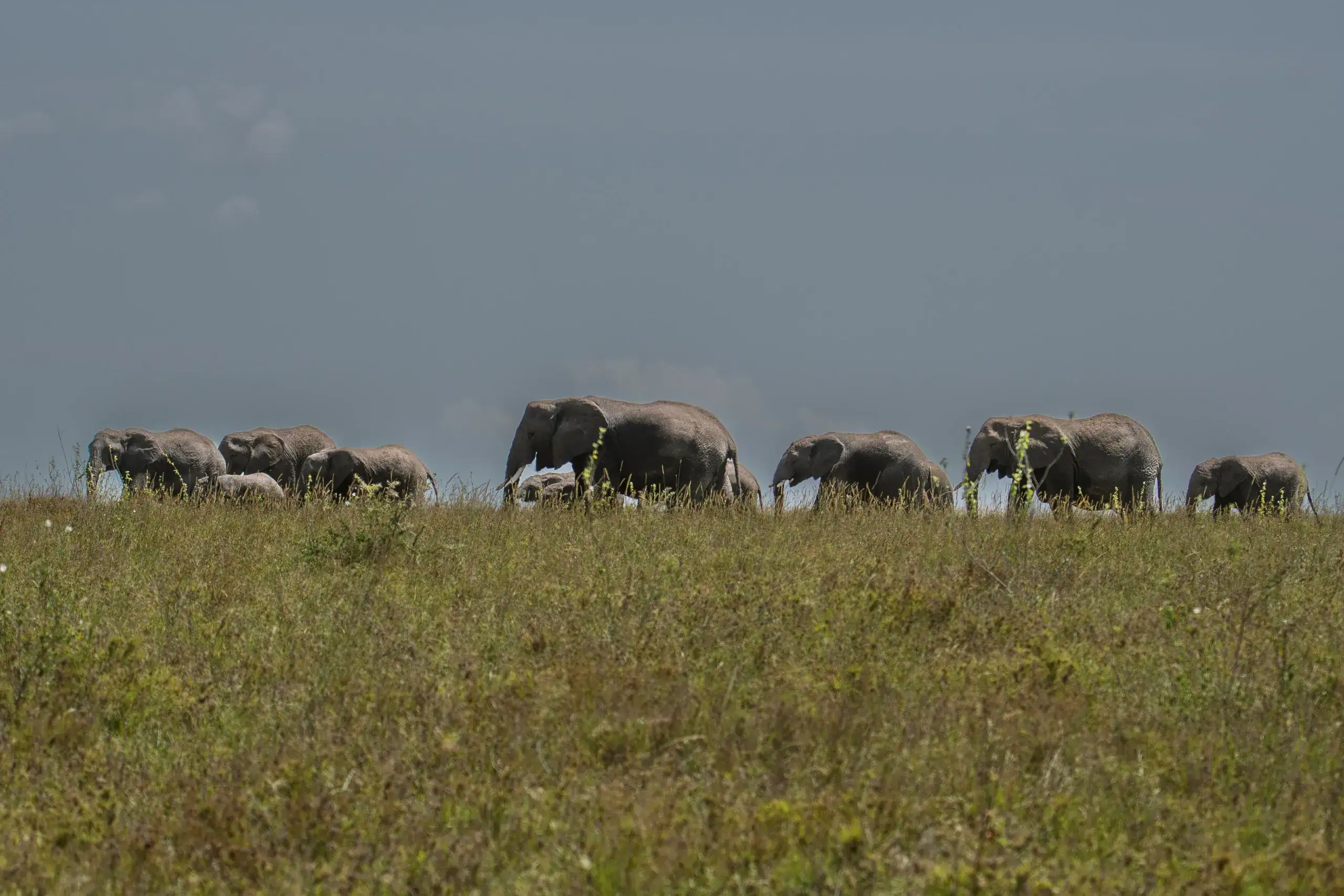 What to Pack for a Tanzania Safari
