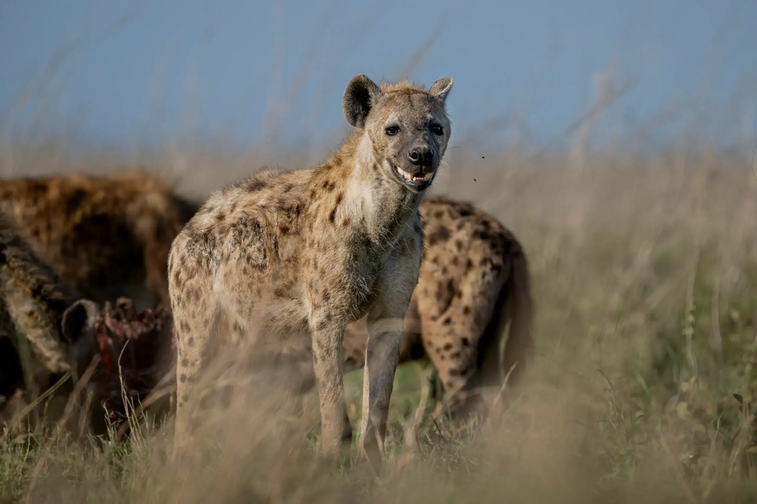 Shared safari experience