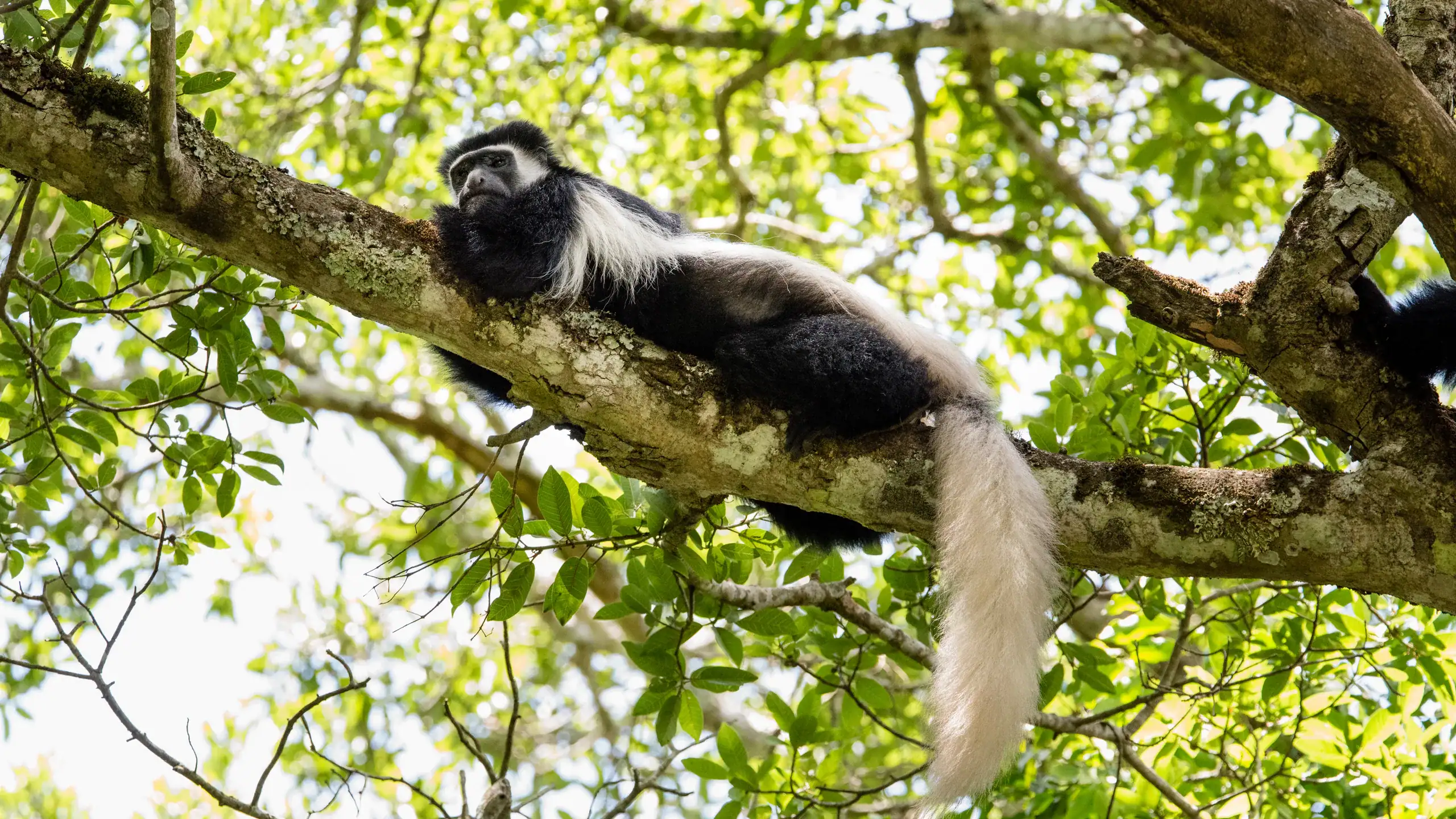 Black-and-white colobus monkey resting along a branch in Arusha National Park