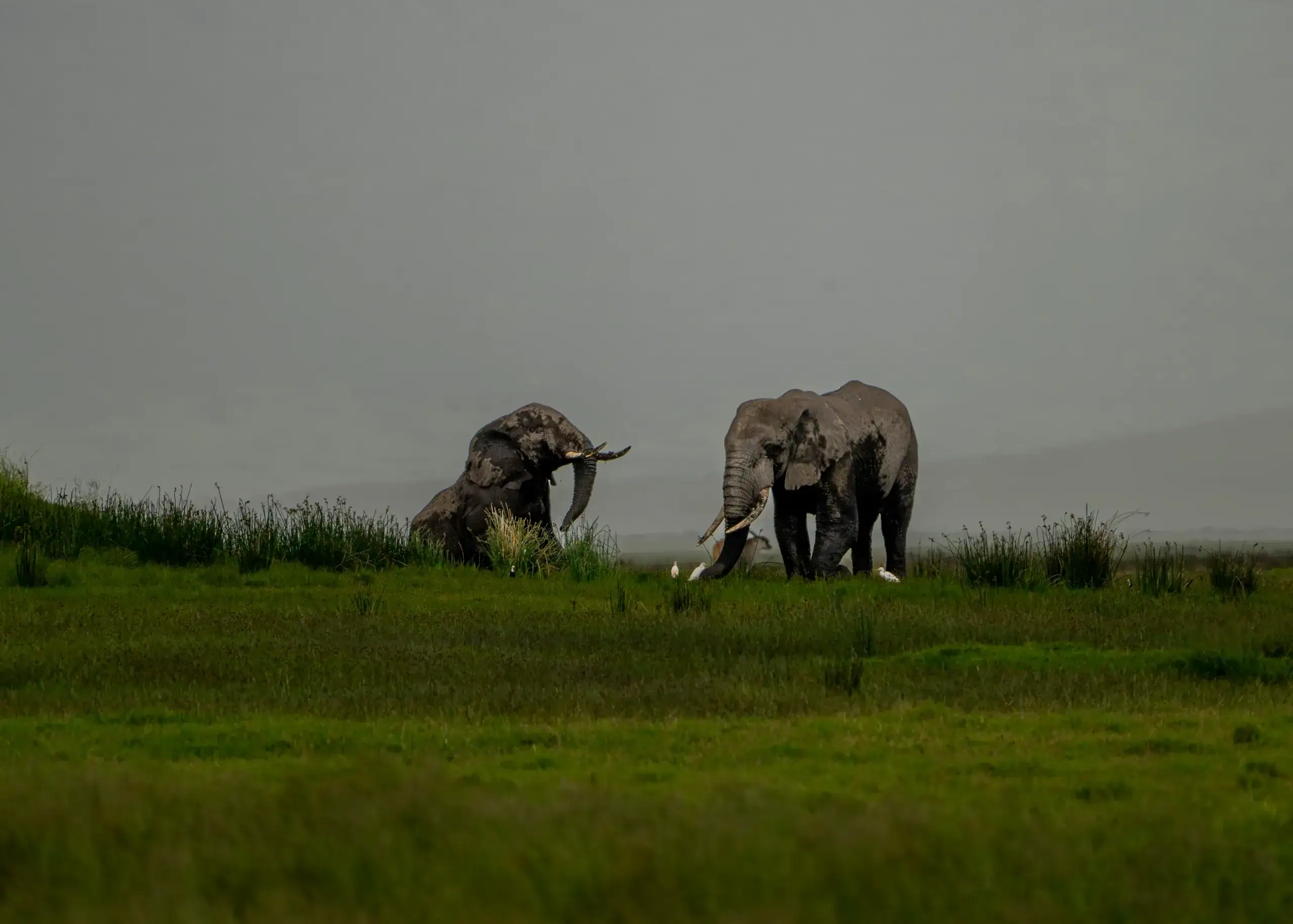 2-Day Ngorongoro Crater Safari