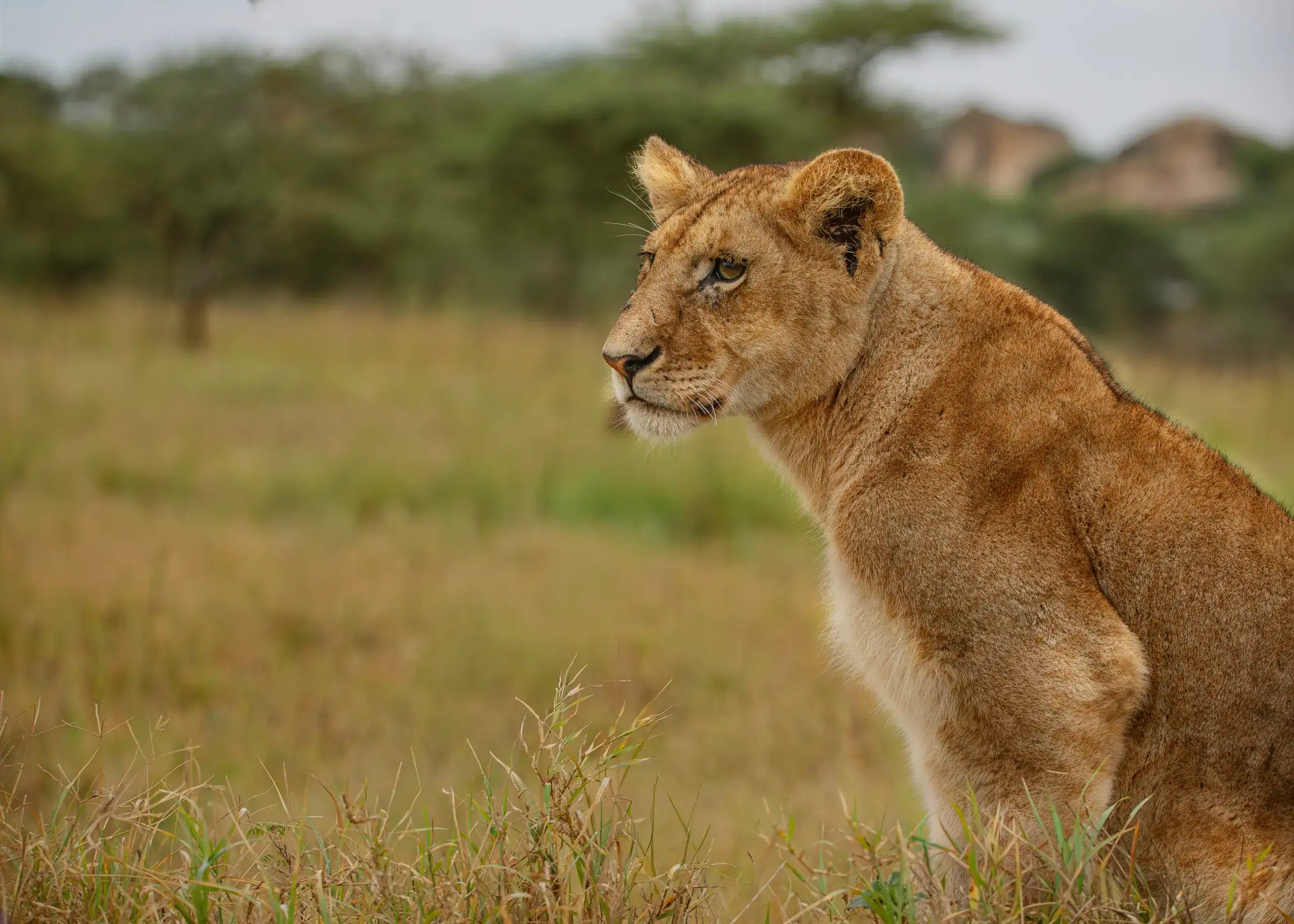 Lioness sitting alert in the grass