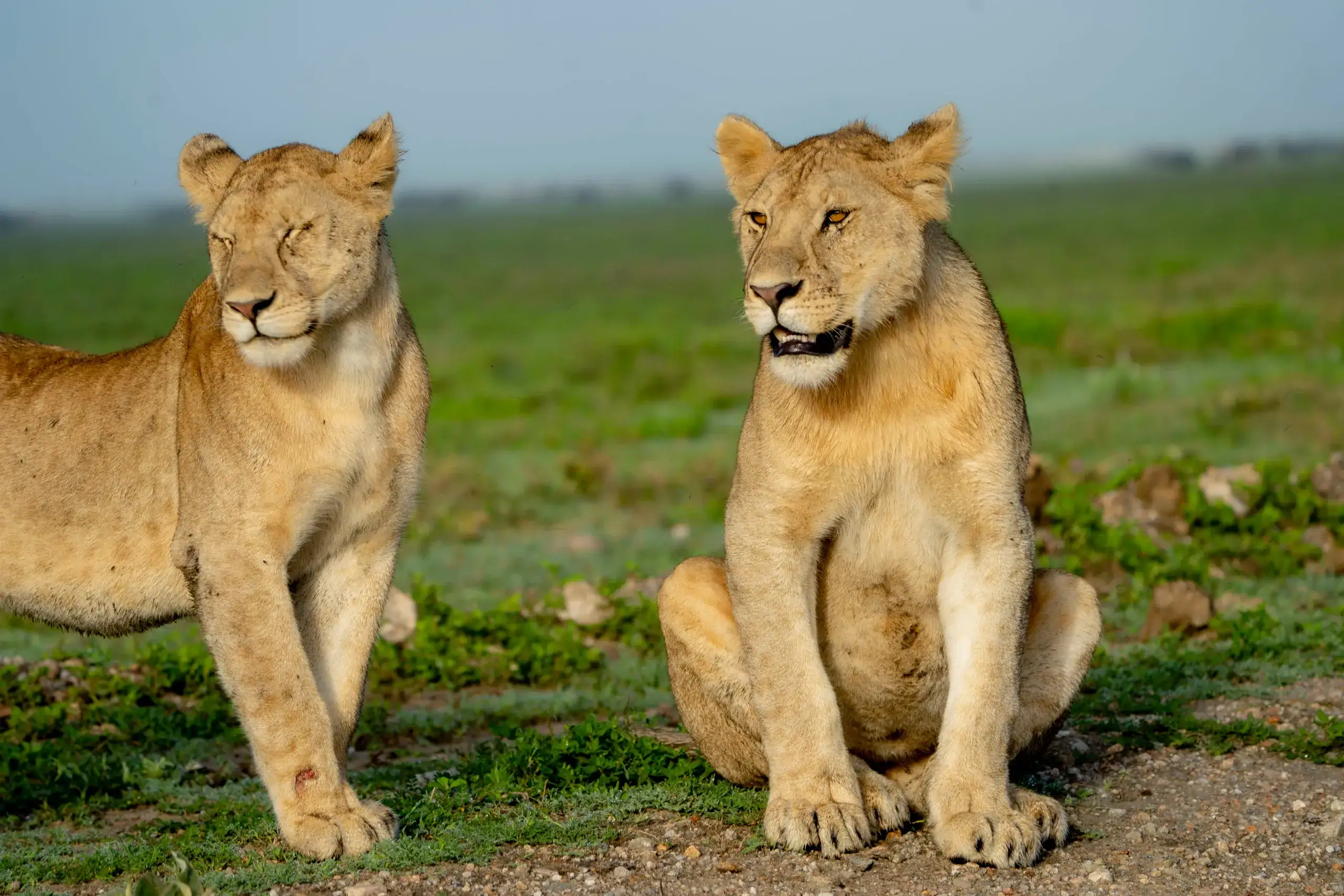 Two lionesses sitting close together