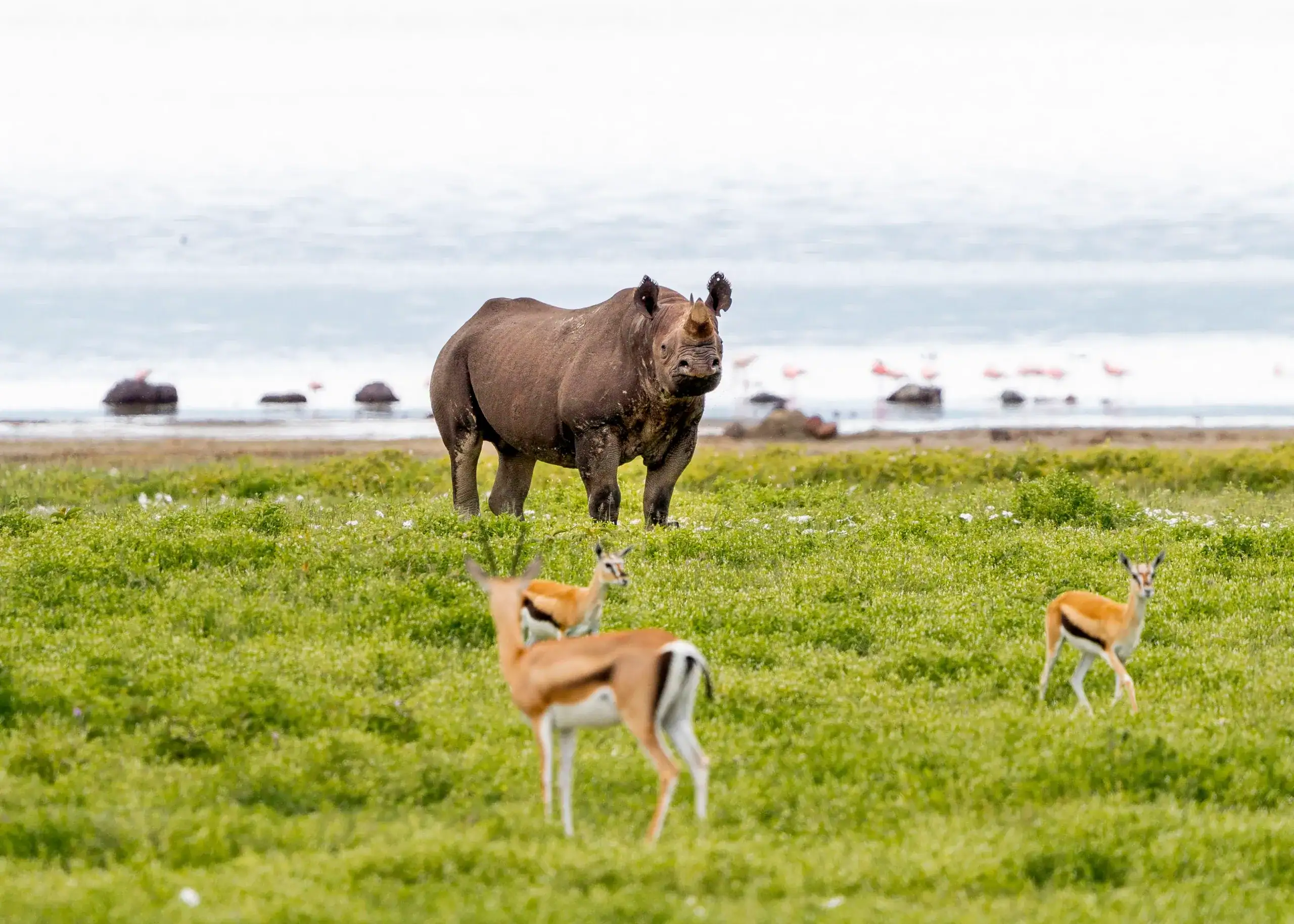 Black rhino with gazelles near a lake shore