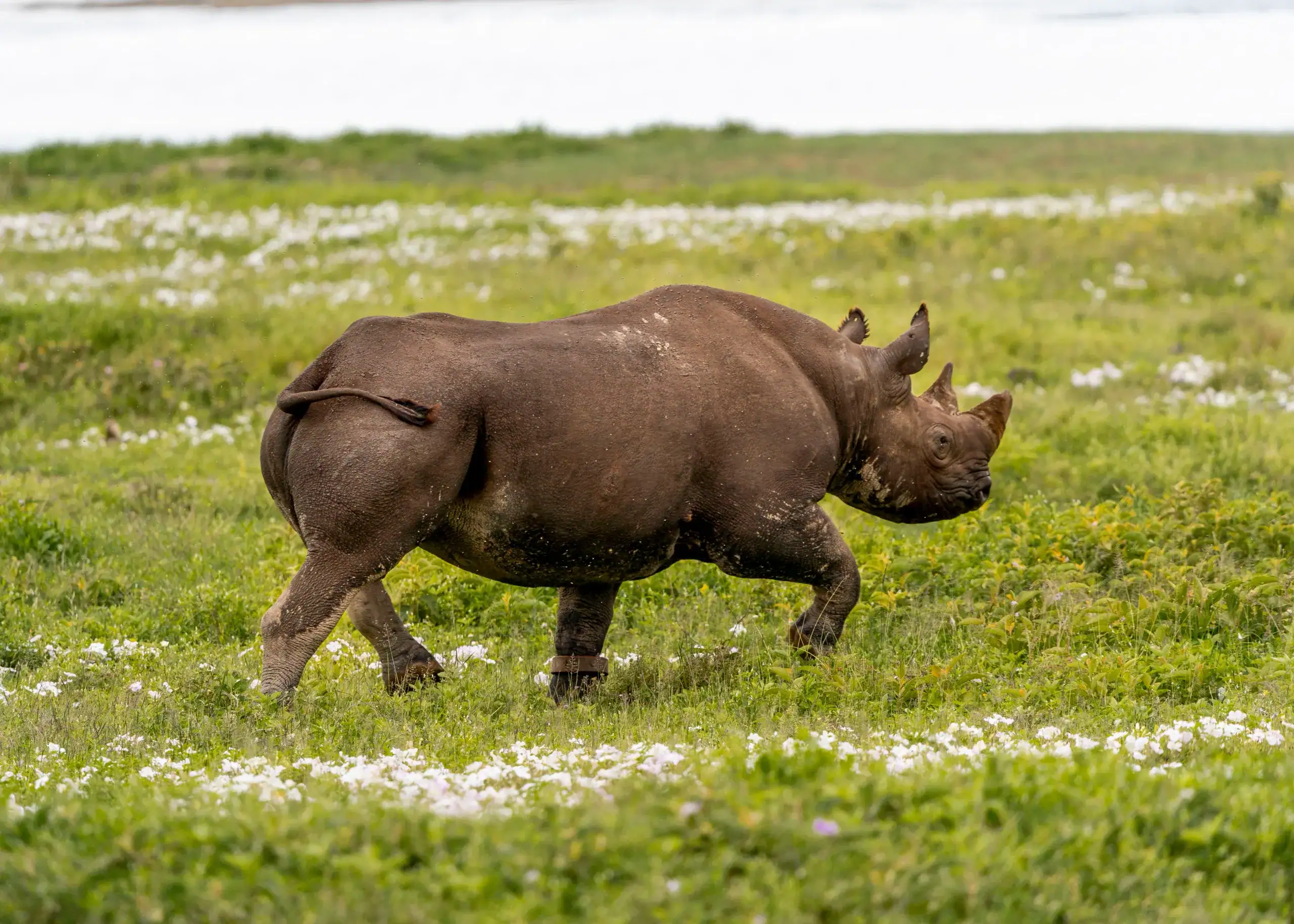 Black rhino walking through grass and white flowers