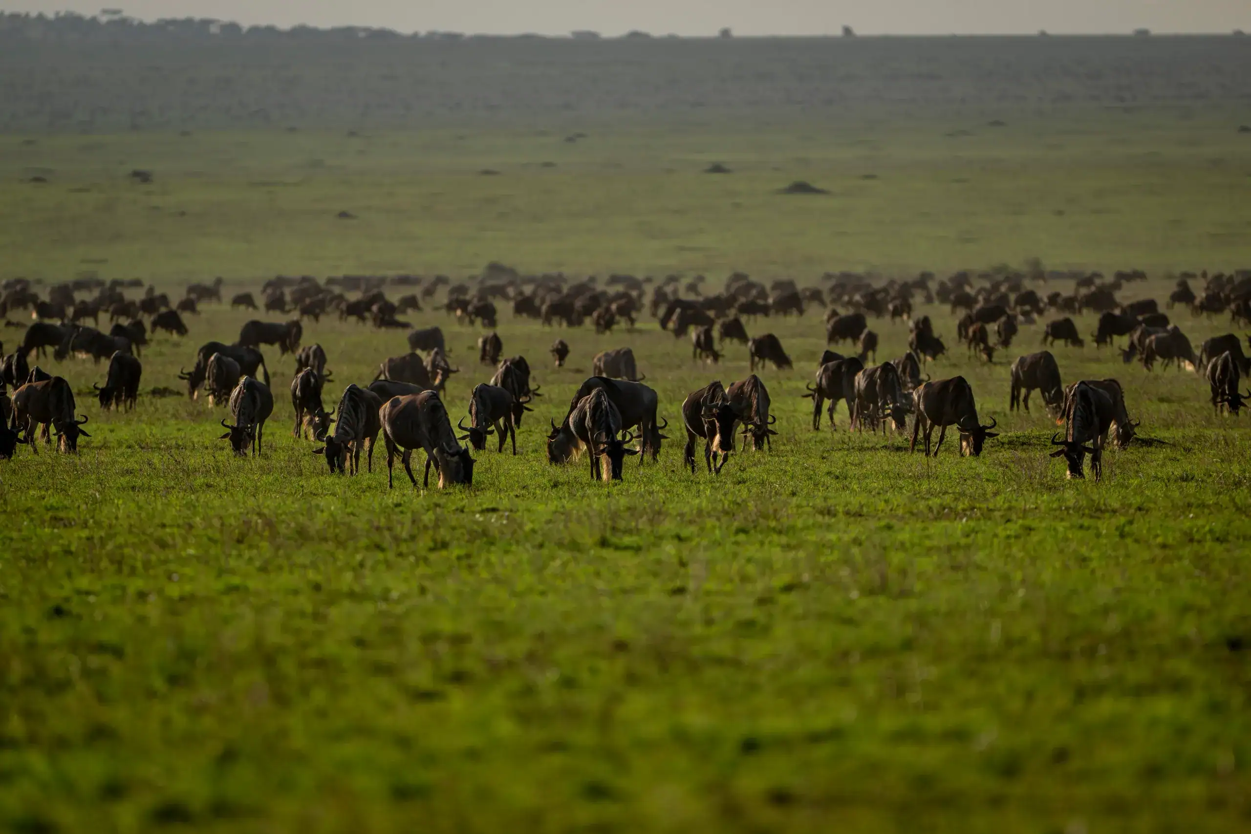 Wildebeest herds grazing on green plains