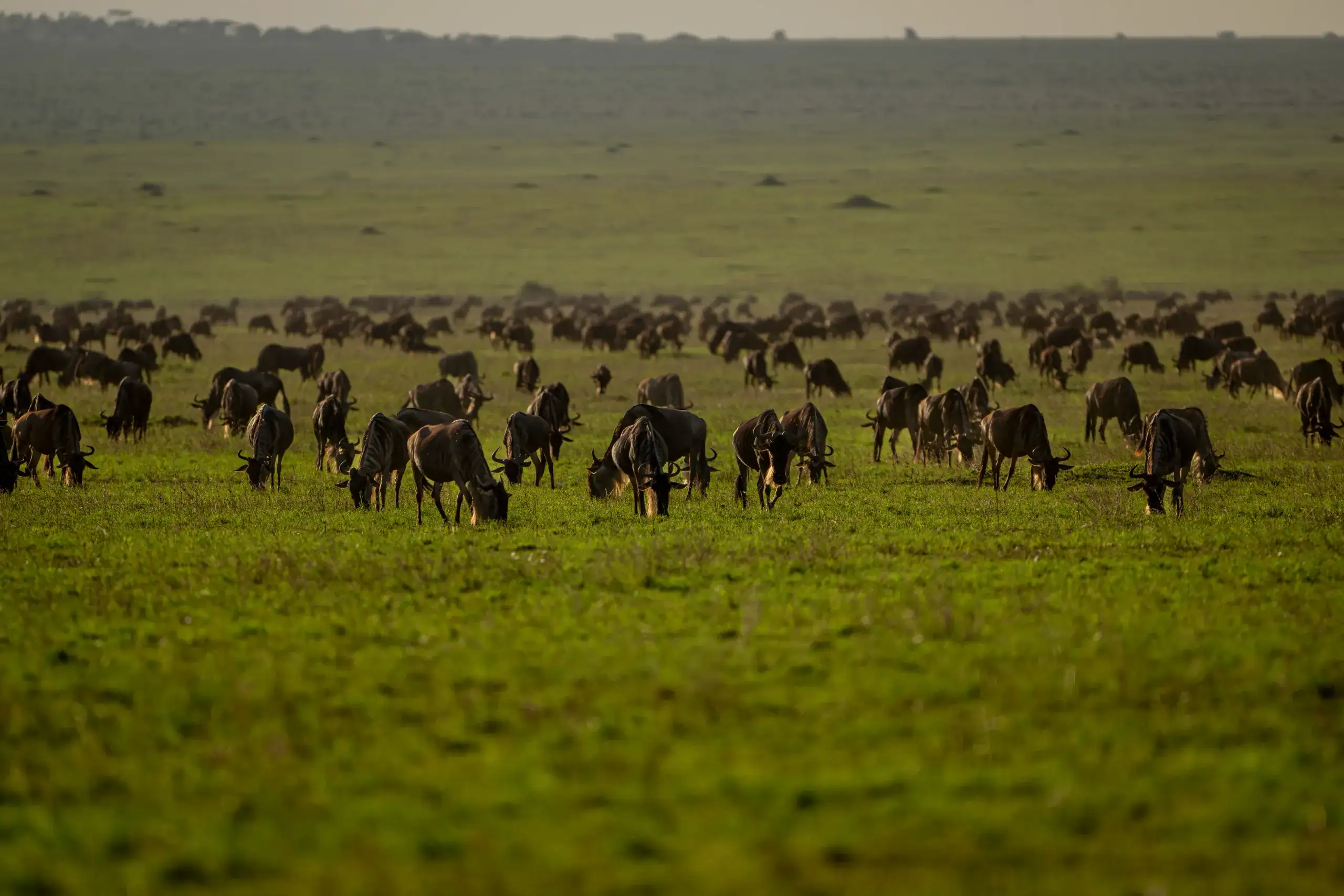 Wildebeest herds grazing on green plains