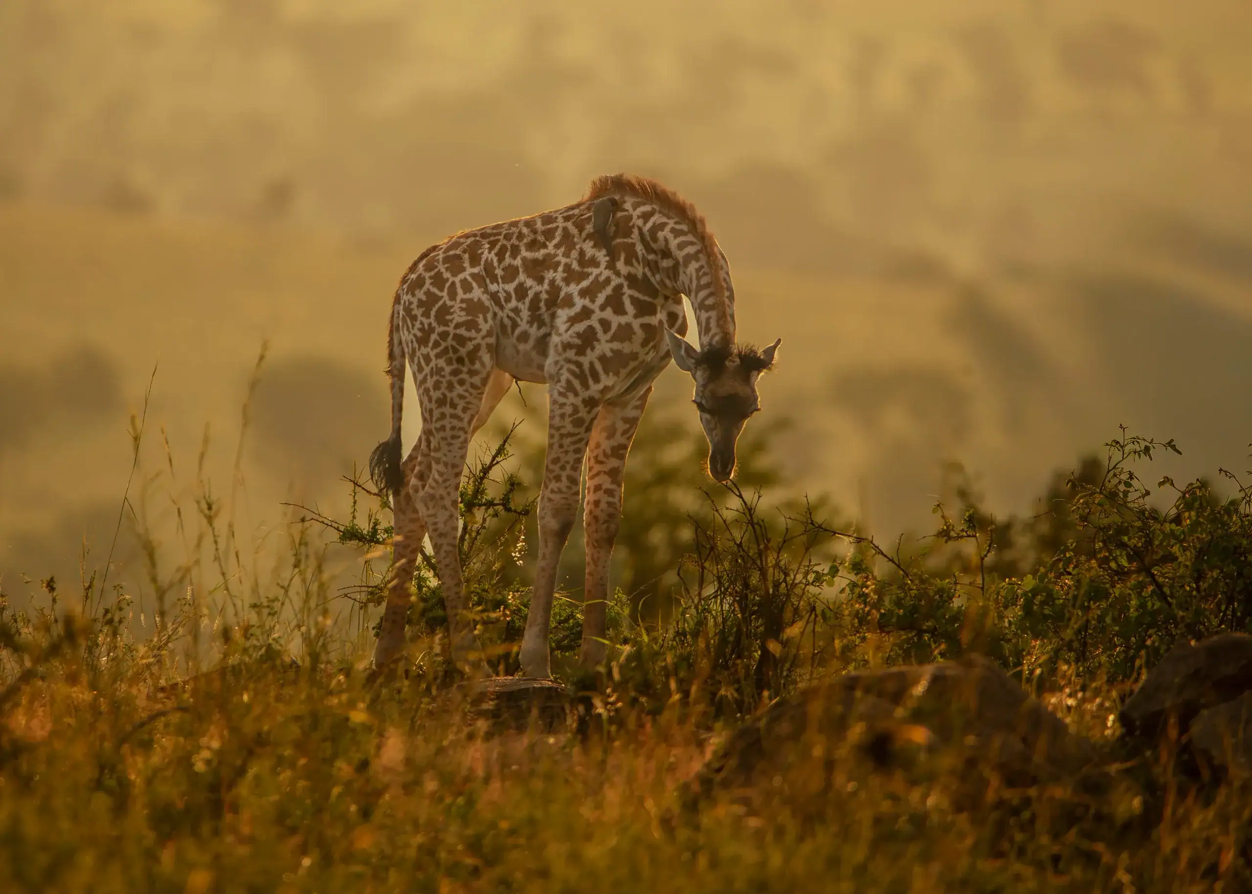 Giraffe browsing at golden hour