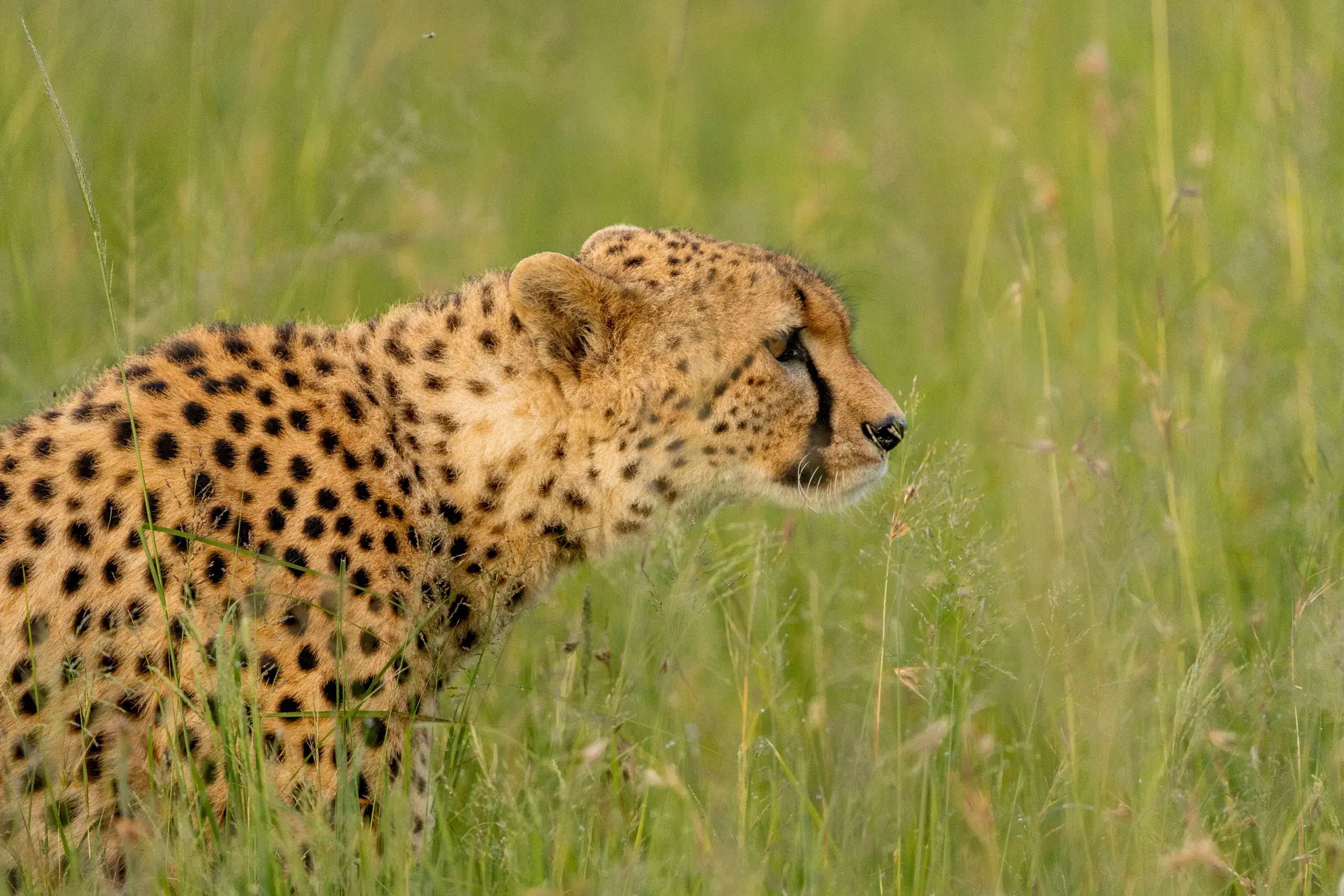 3-Day Serengeti Express