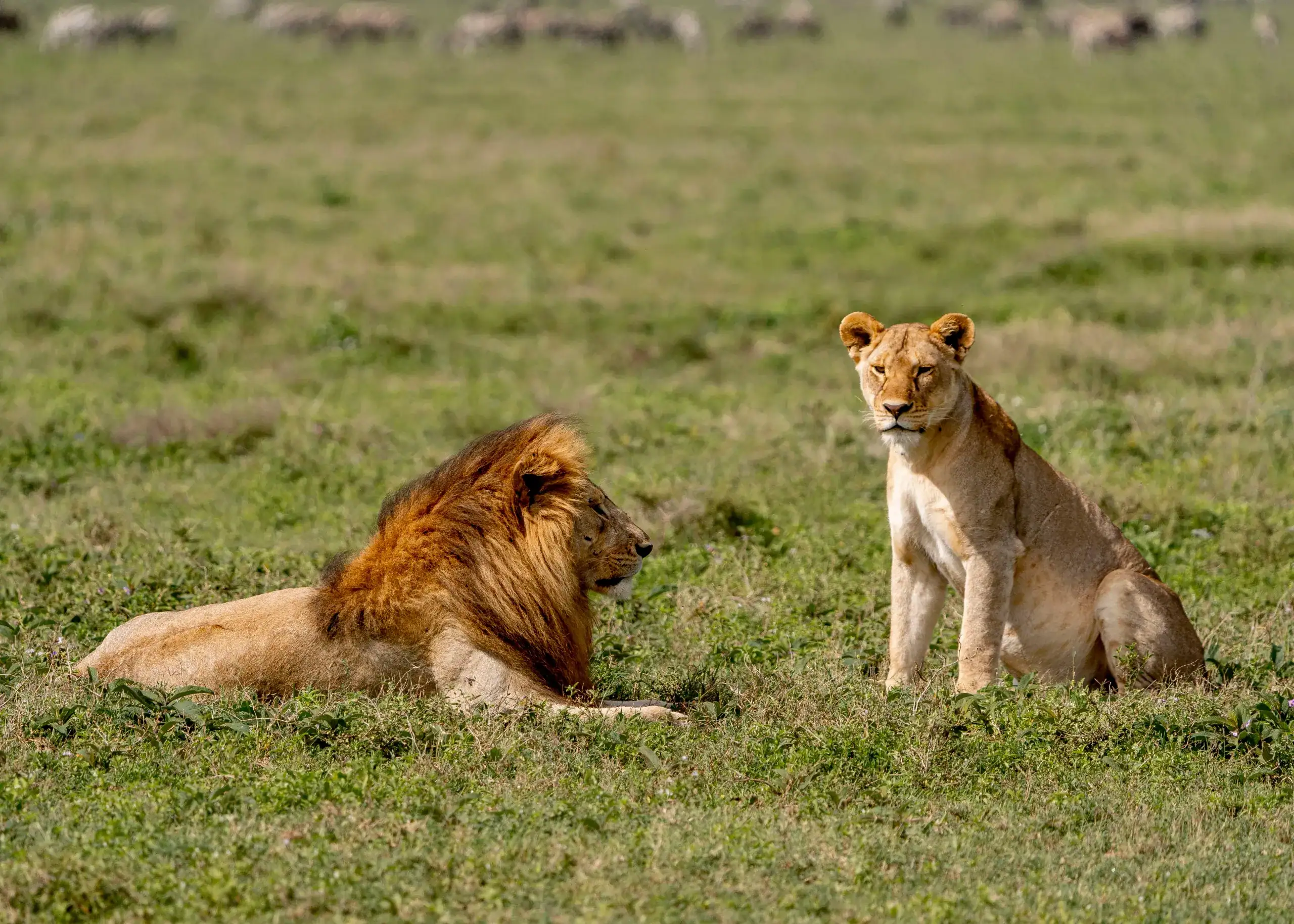 Lion and lioness resting on short grass