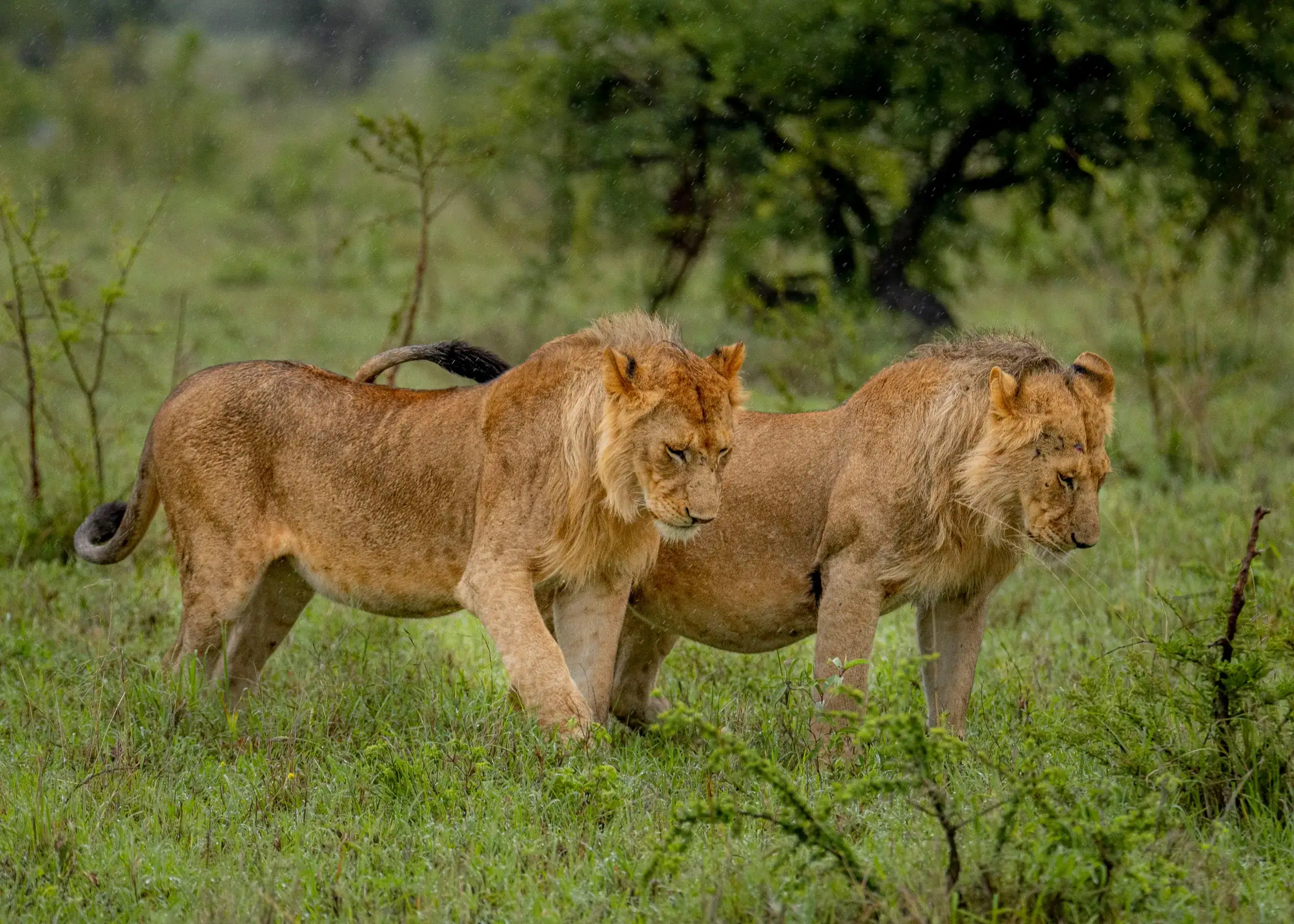 Two young male lions walking together