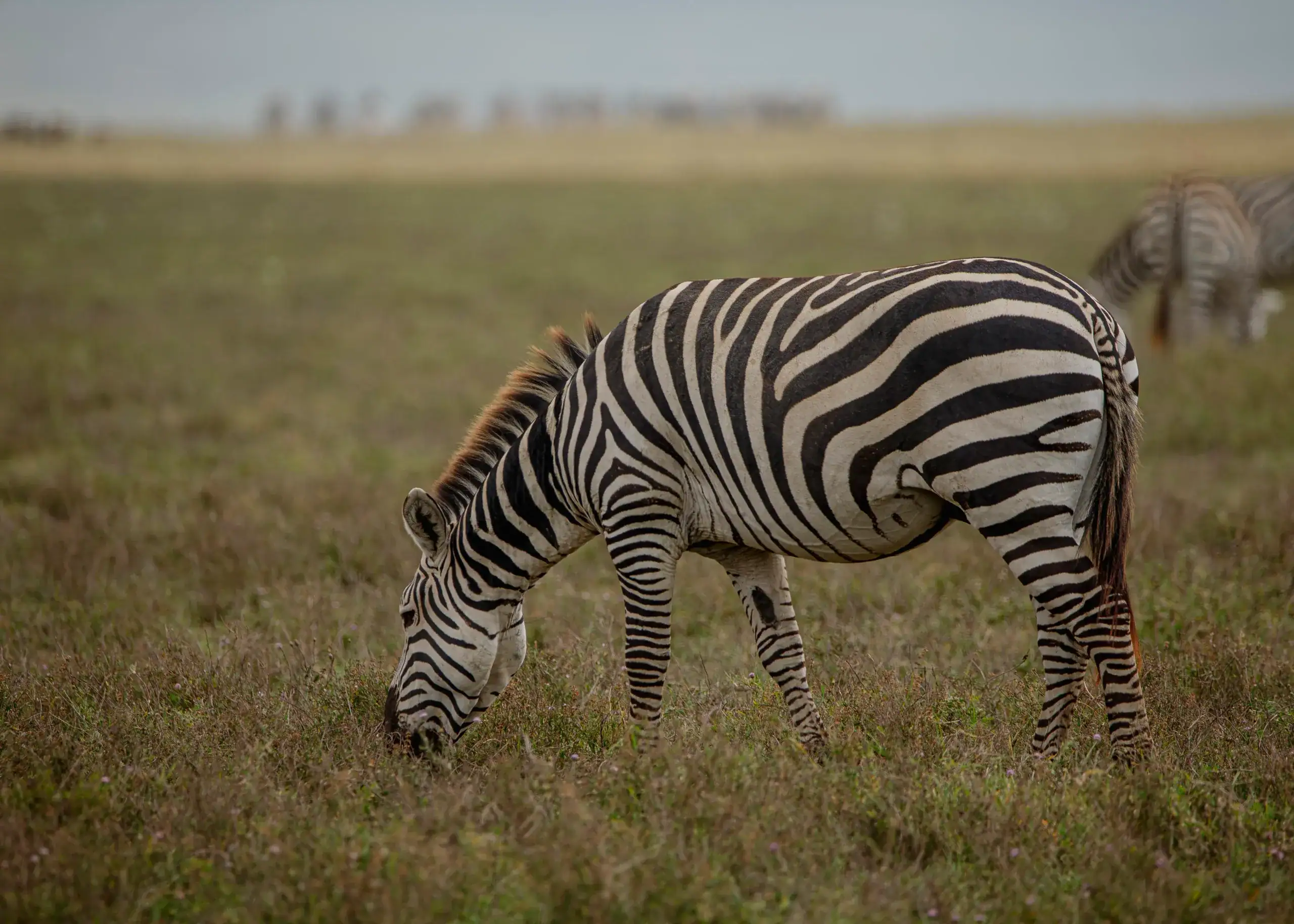 Zebra grazing in dry grass