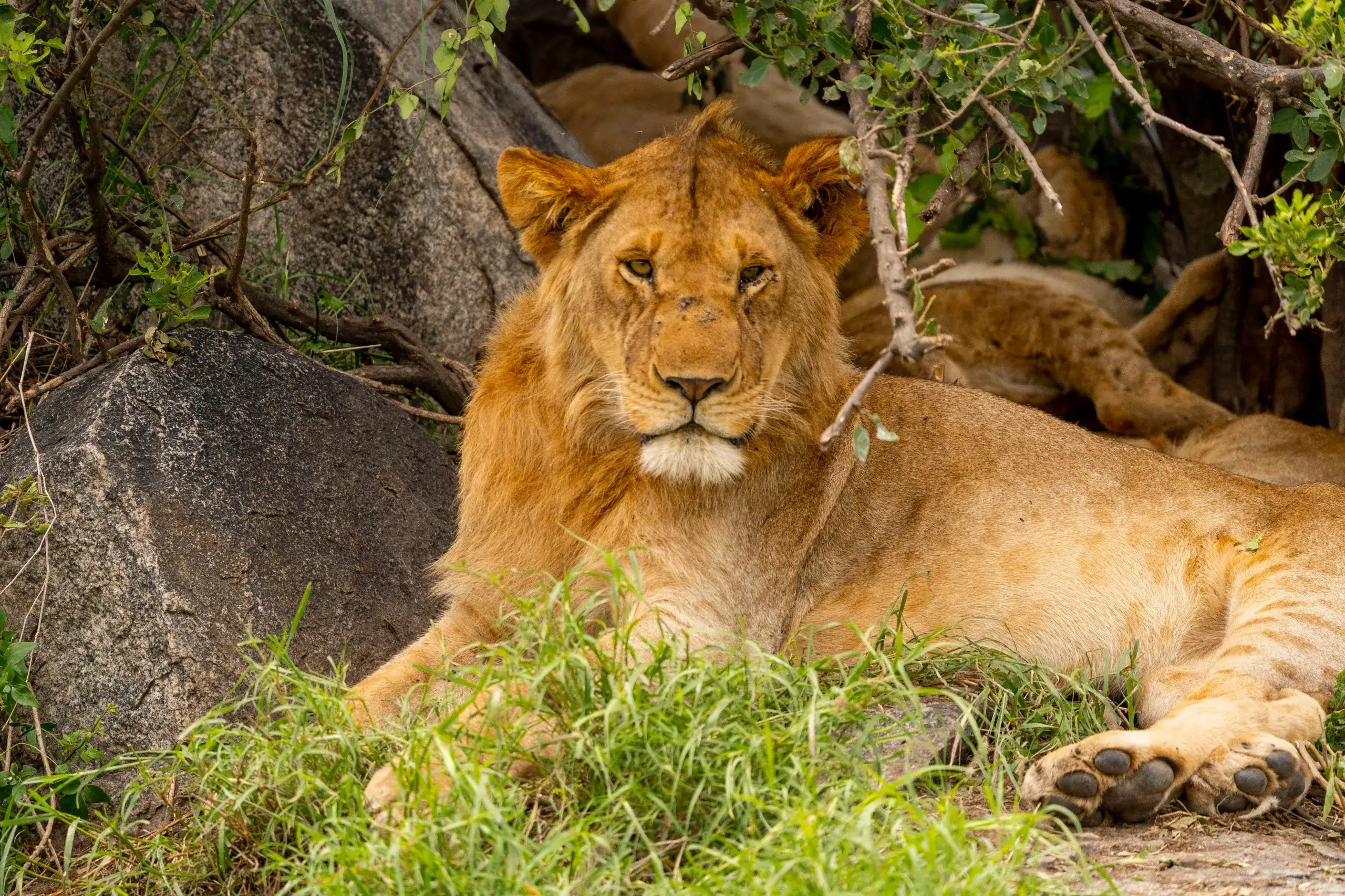 Lion resting beside a rock in green bush
