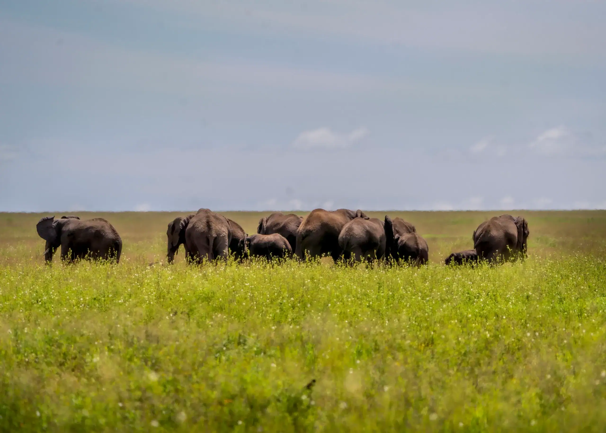 4-Day Serengeti Fly-In Safari