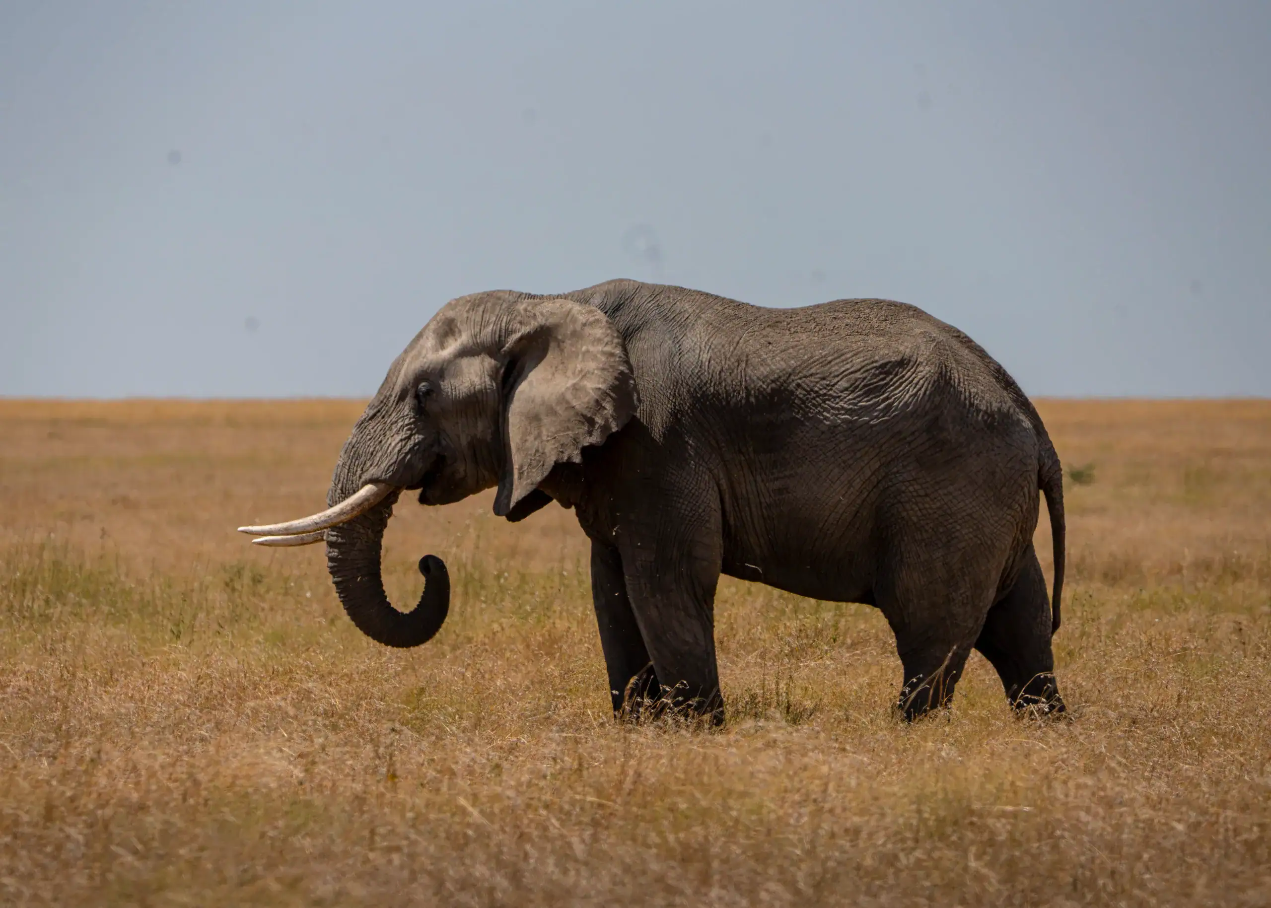 Bull elephant with long tusks in open grassland
