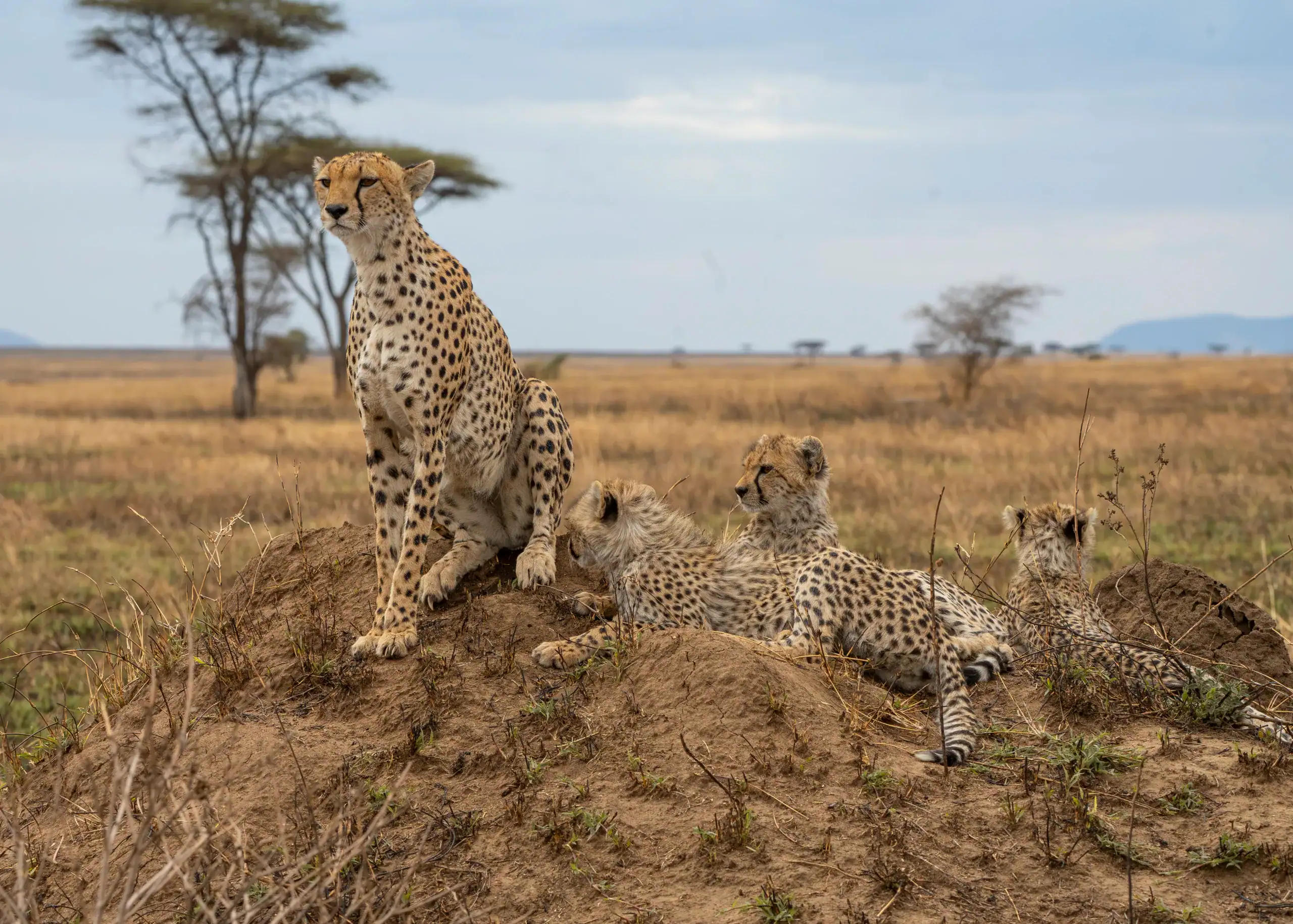 Professional Photo Safari