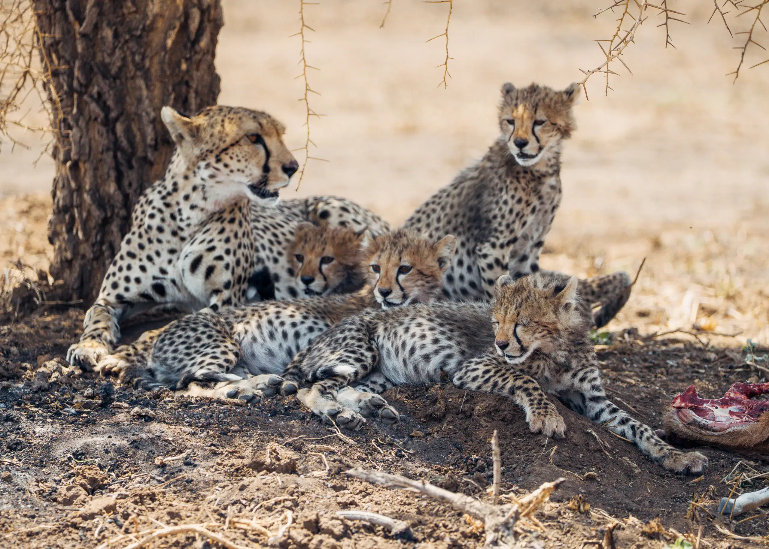 Cheetah mother lying with her cubs under an acacia