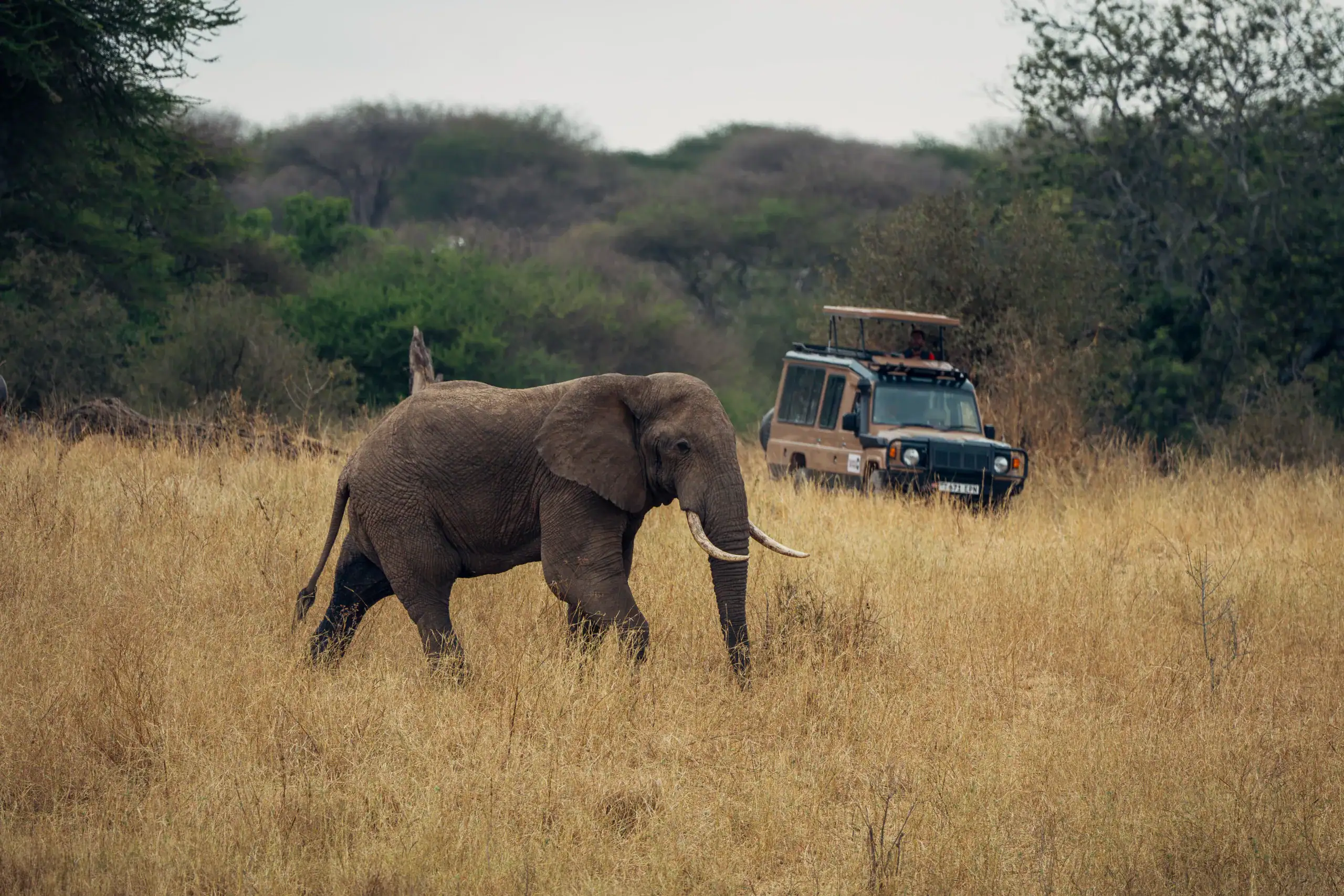 Elephant walking past a safari vehicle on a game drive