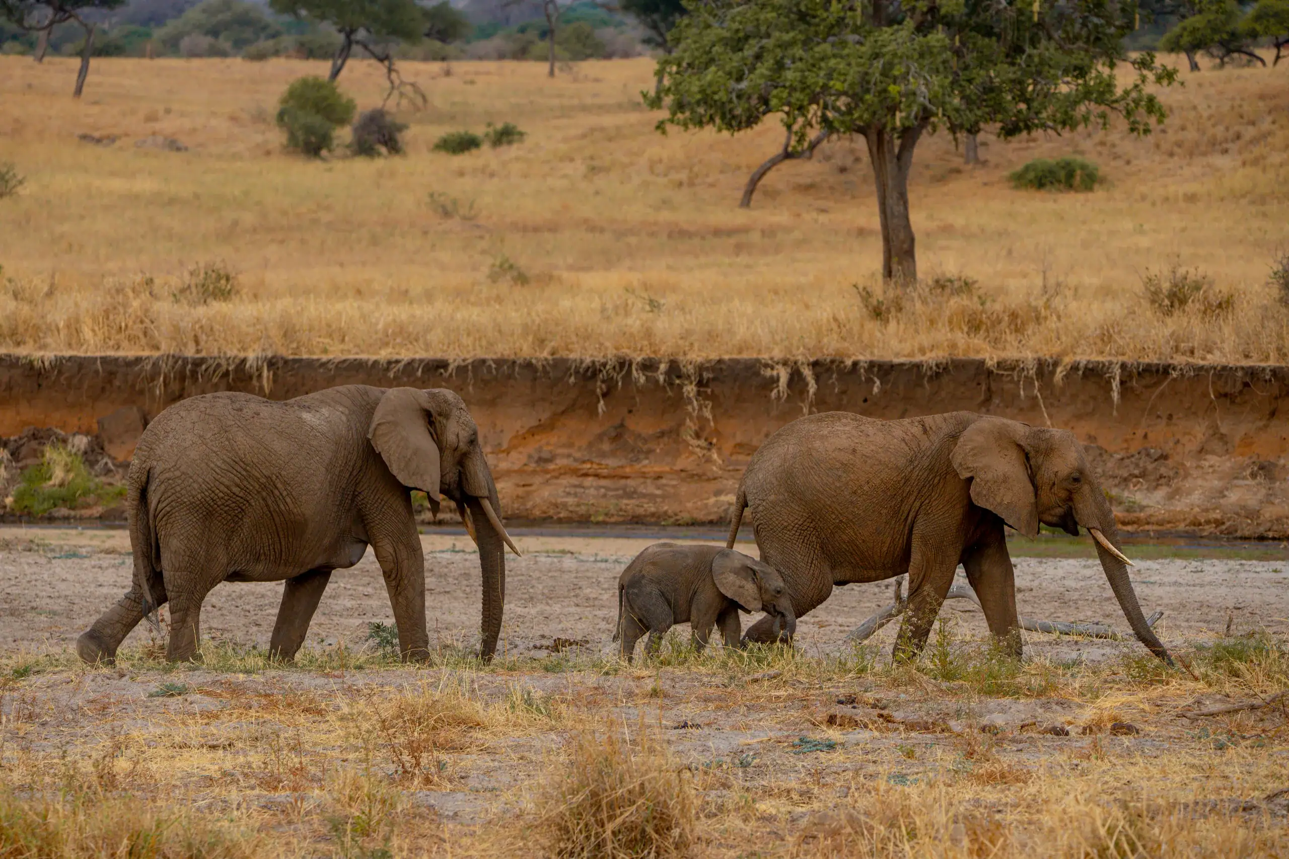 Elephant herd with a small calf crossing a dry riverbed