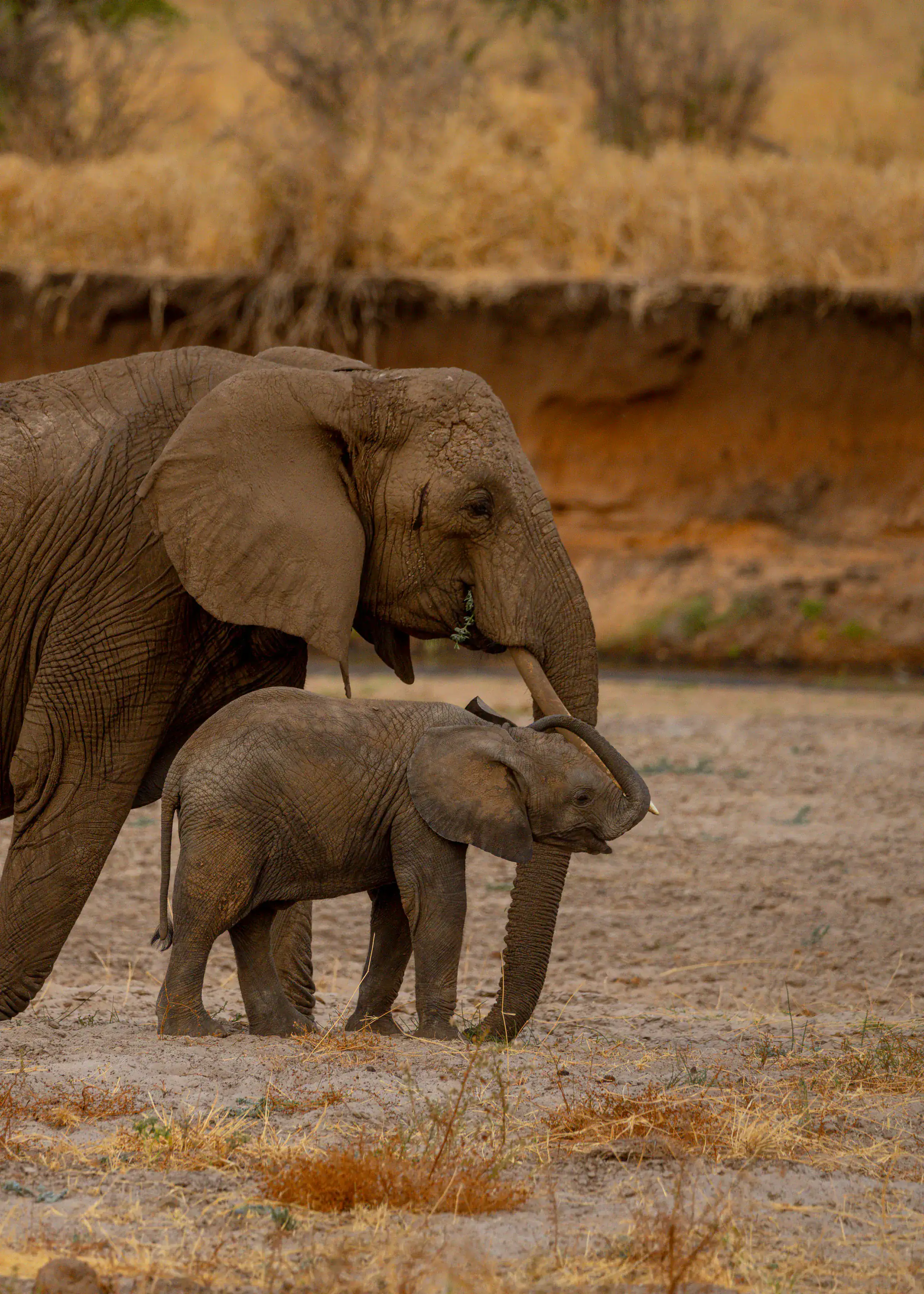 Elephant mother standing over her calf