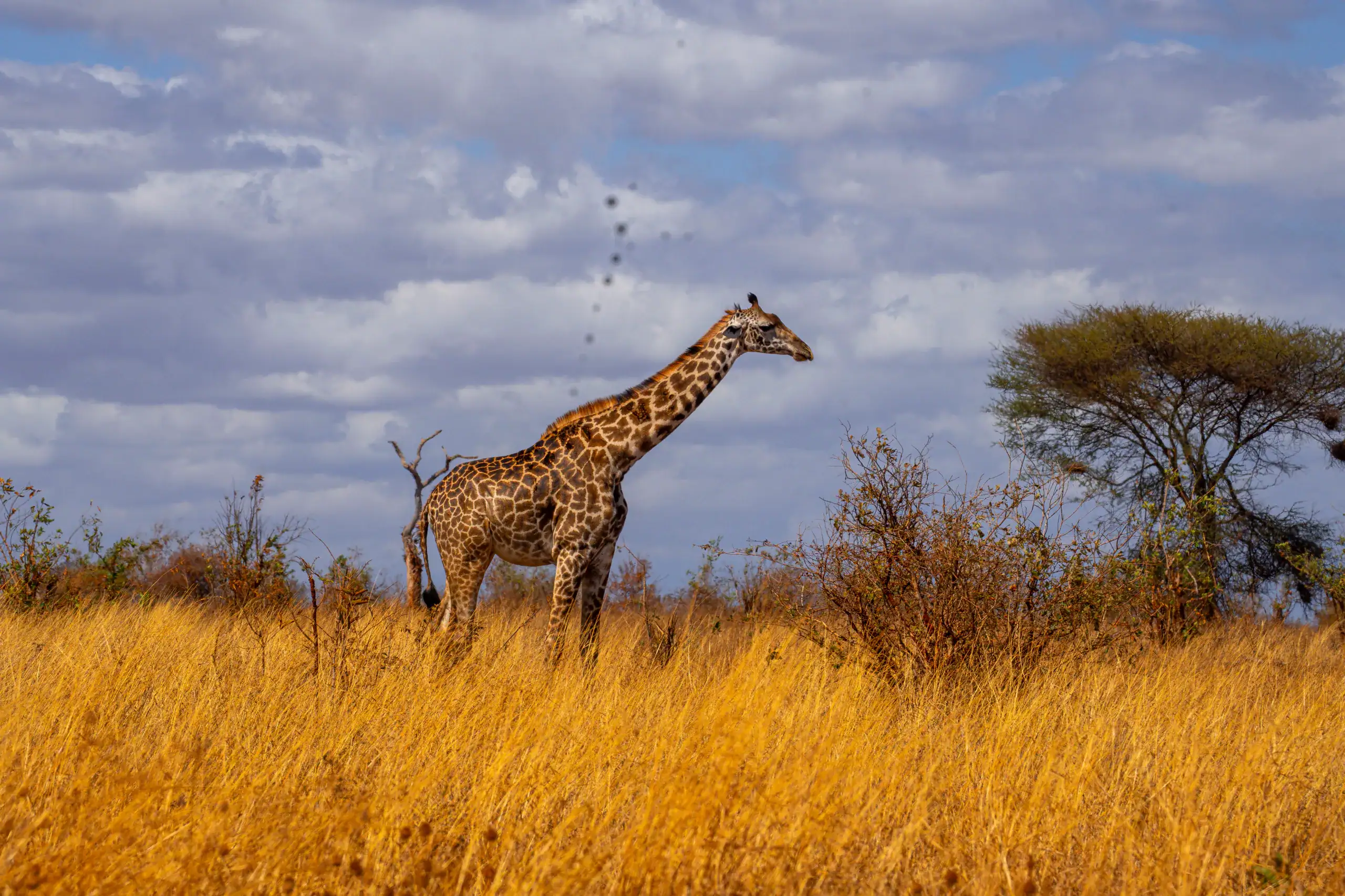 Giraffe standing in golden grassland under a cloudy sky