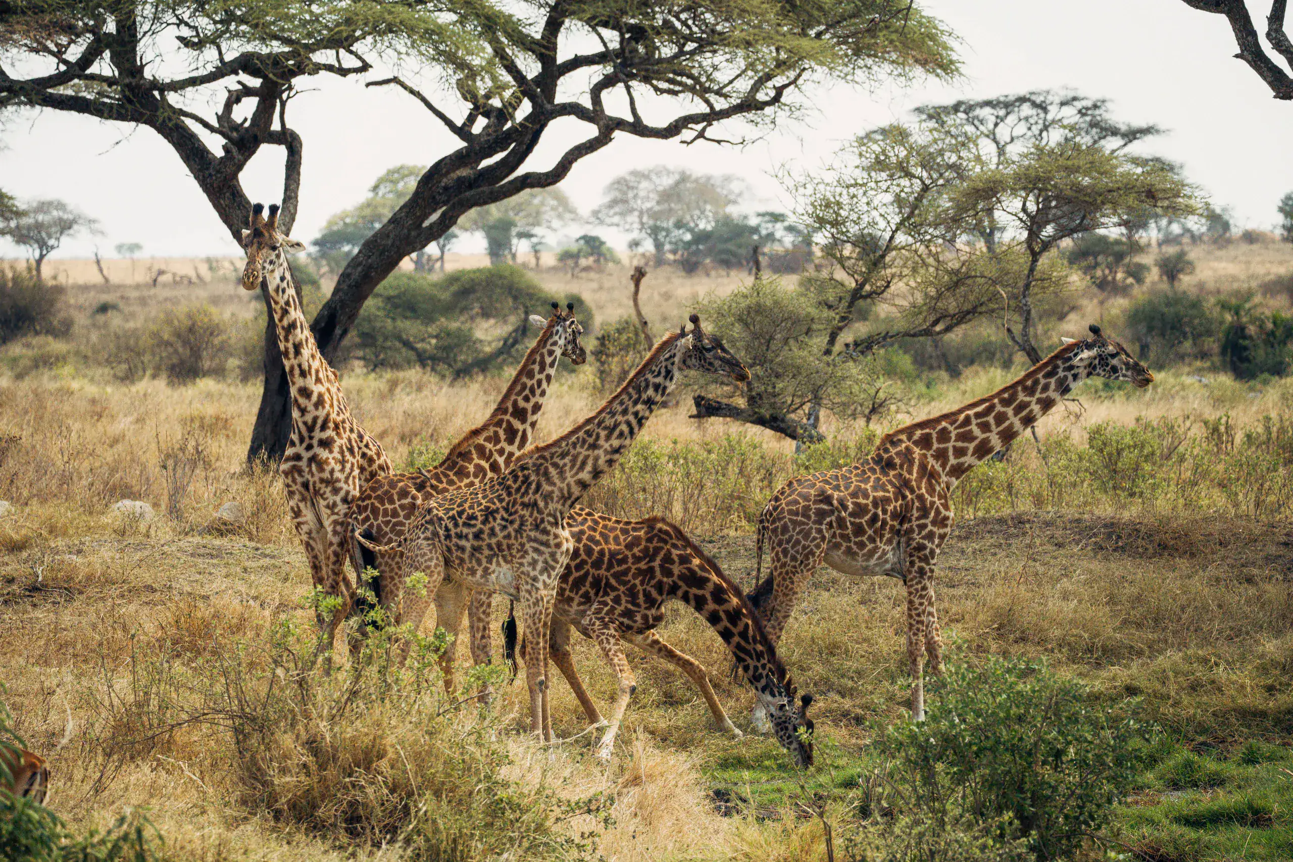 Herd of giraffes browsing in acacia woodland