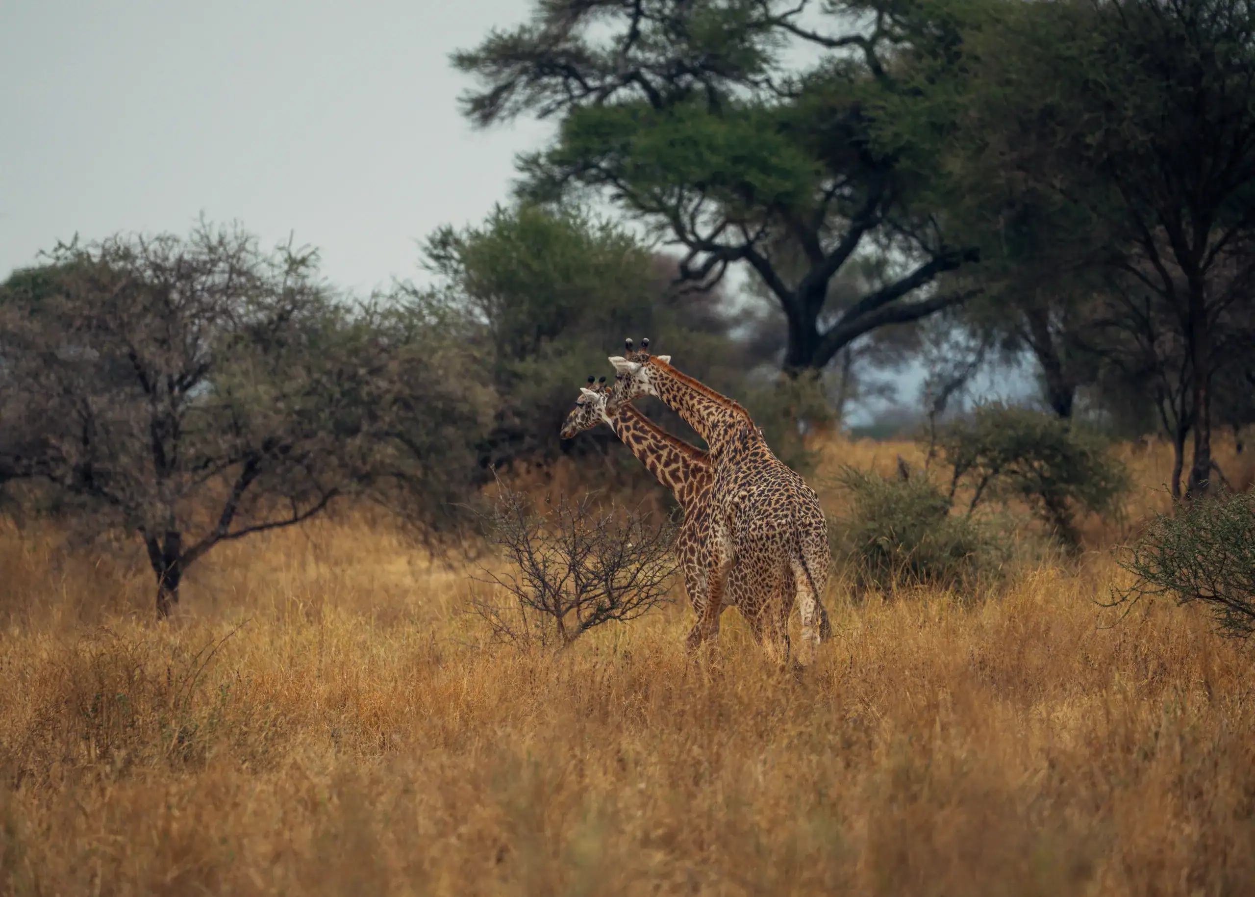 Two giraffes necking in the woodland
