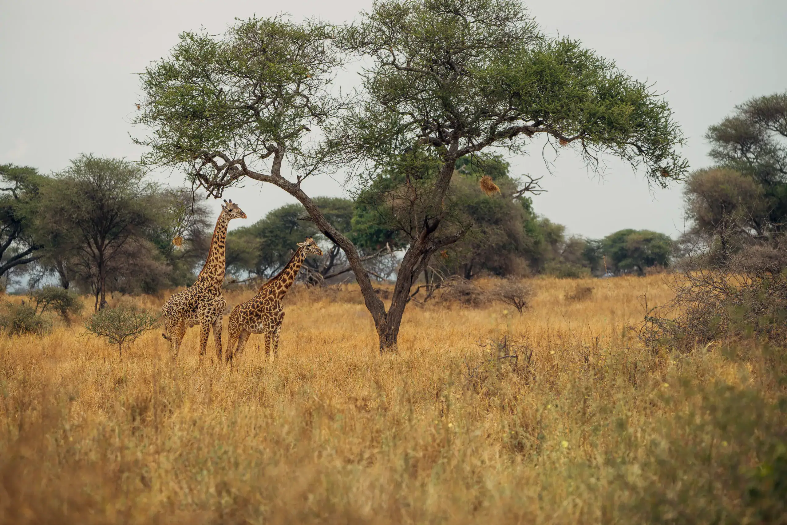 Two giraffes beneath a spreading acacia tree