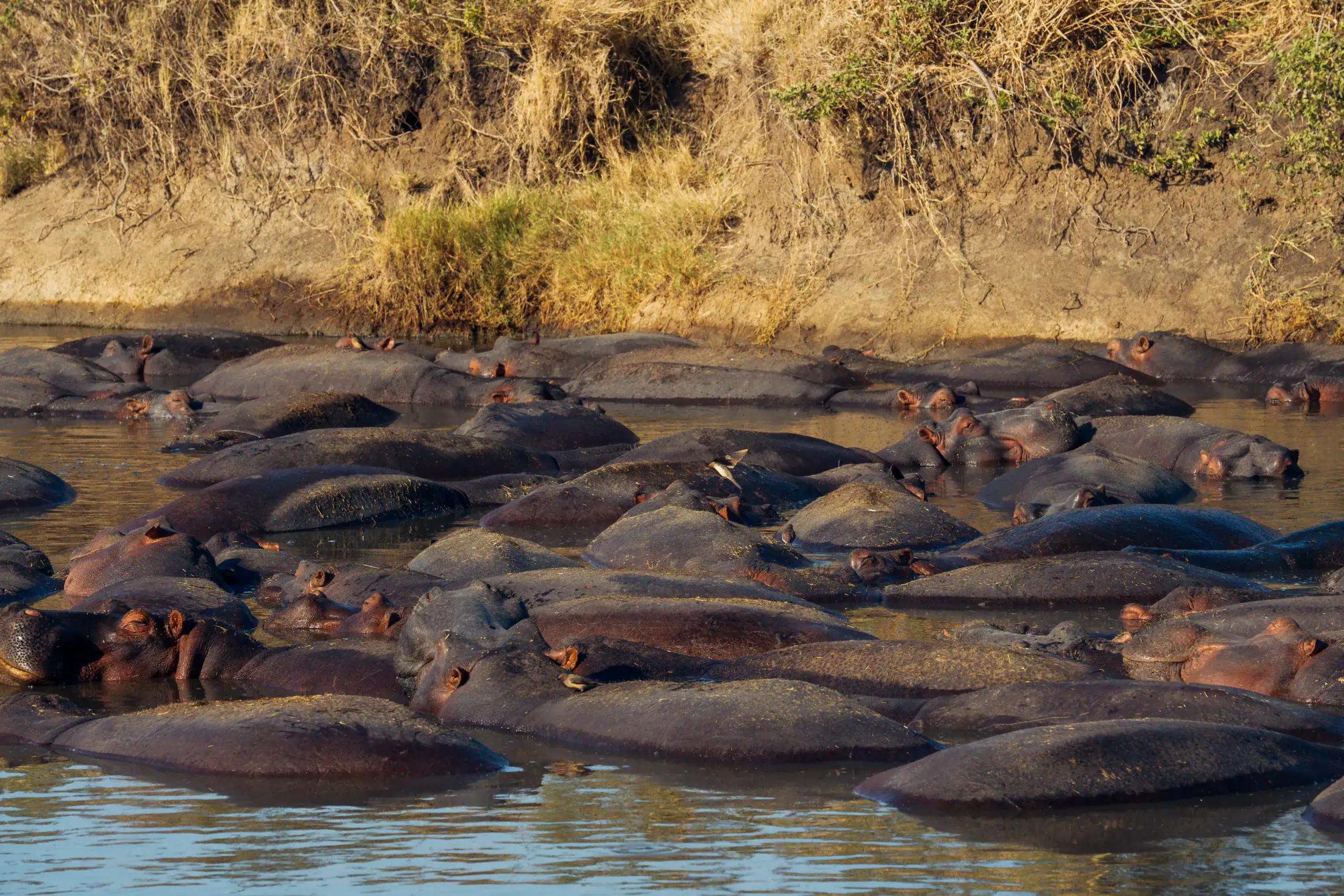 Large pod of hippos packed together in a river