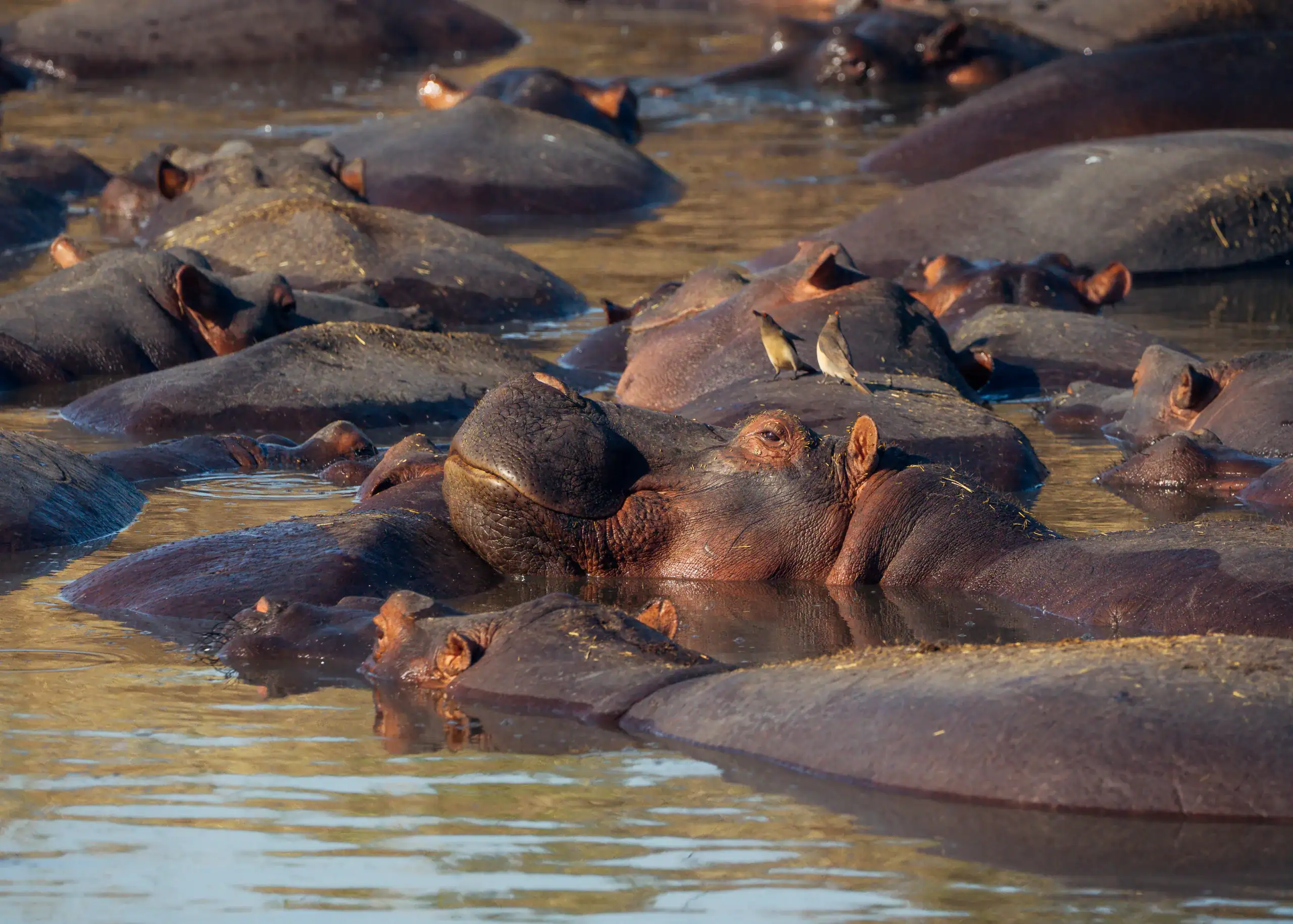 Hippo pod with oxpecker birds in the river