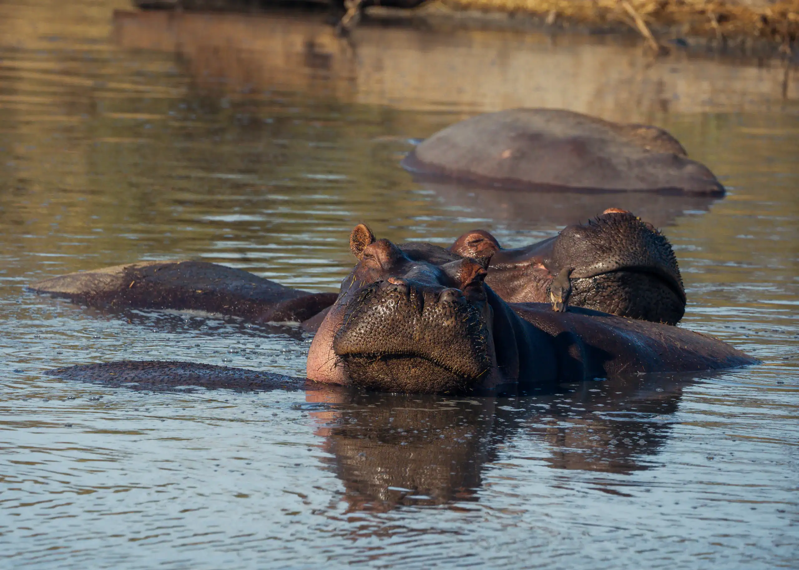 Hippo surfacing from the river with its eyes above water