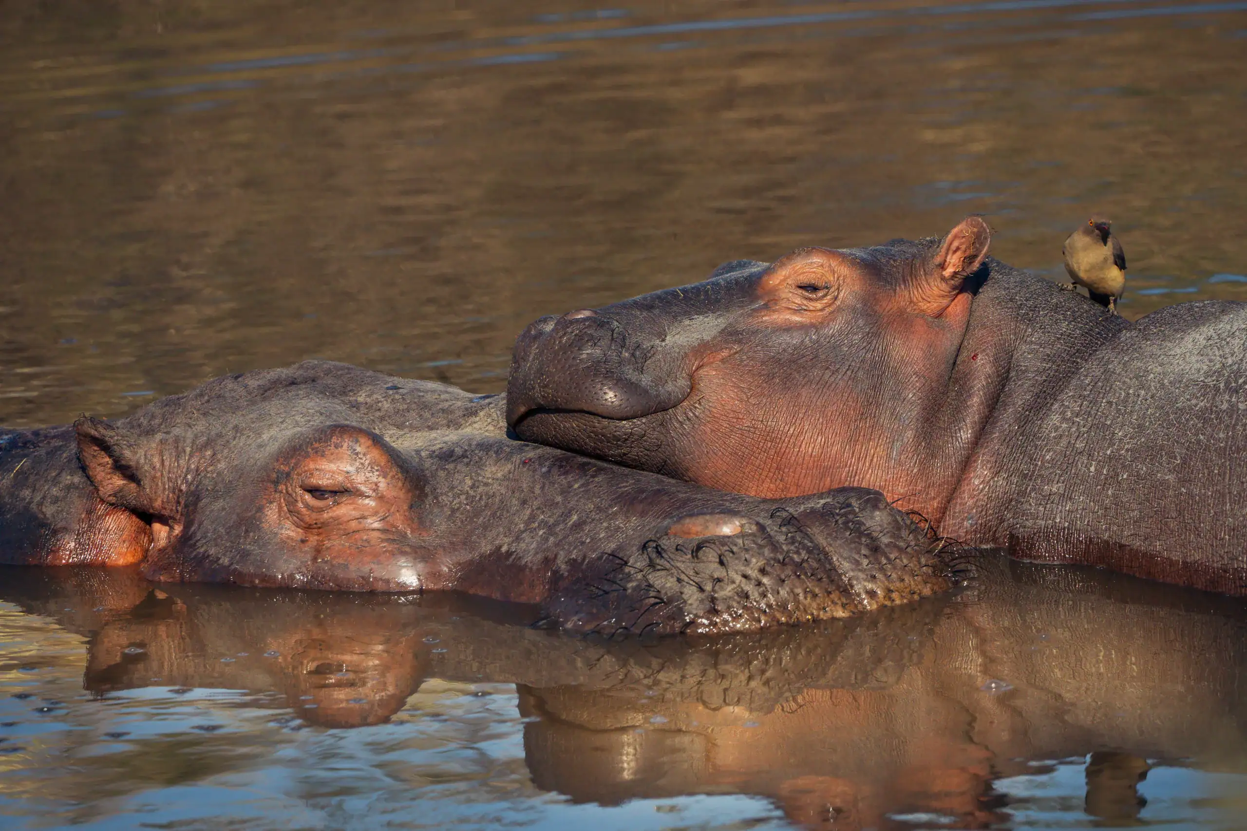 Hippo with an oxpecker bird perched on its head