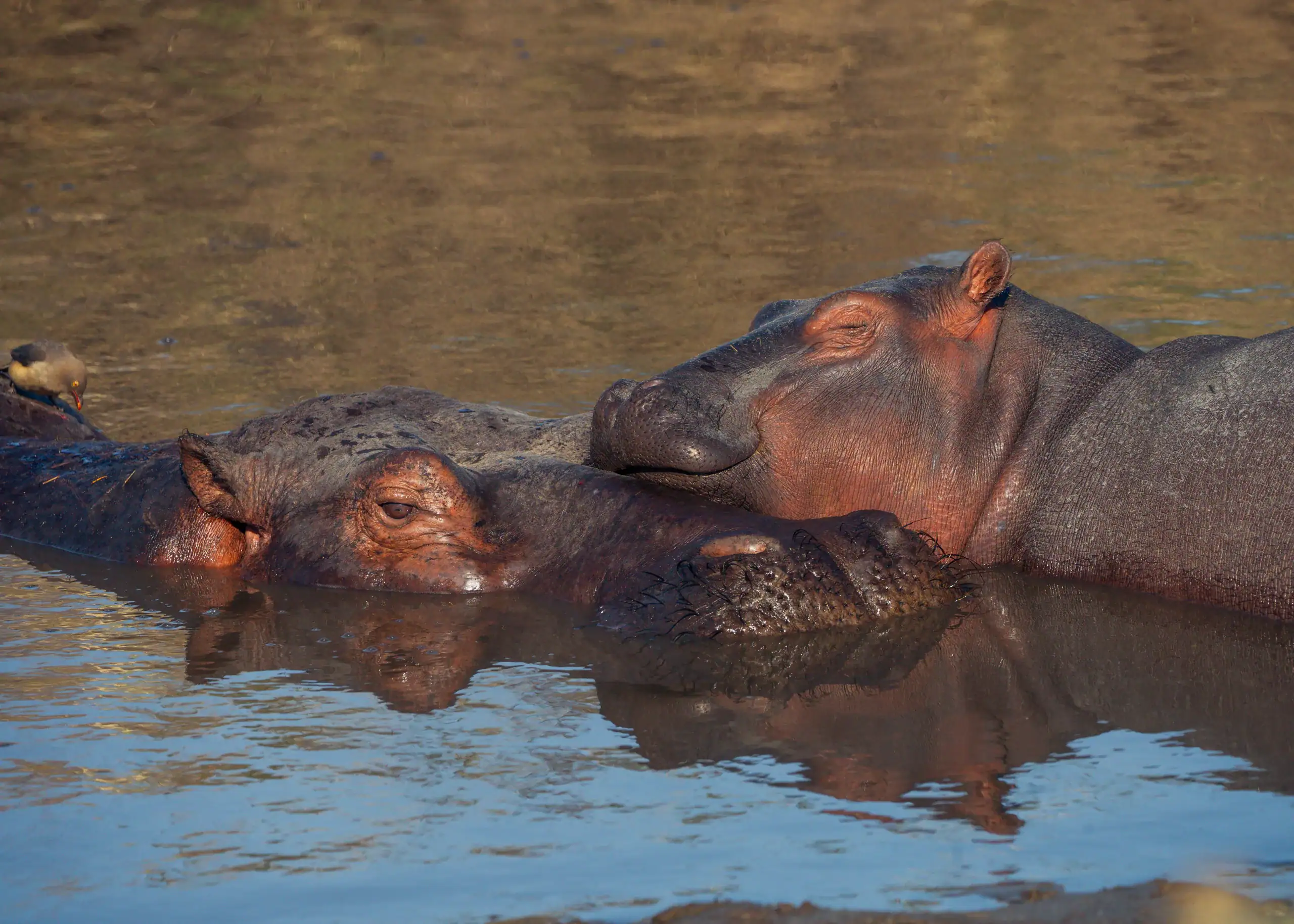 Two hippos resting in calm water