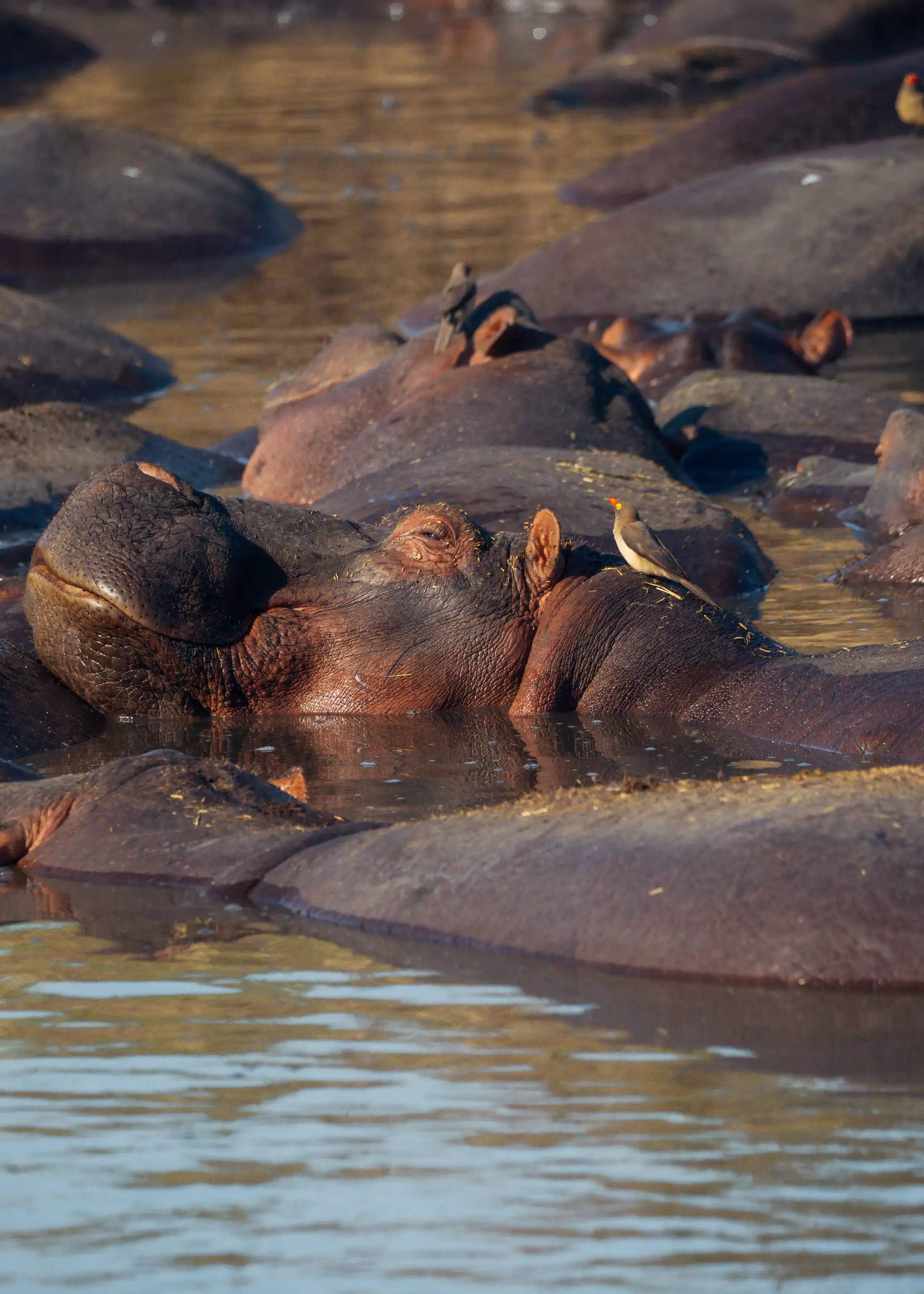 Hippos resting their heads on each other in the water