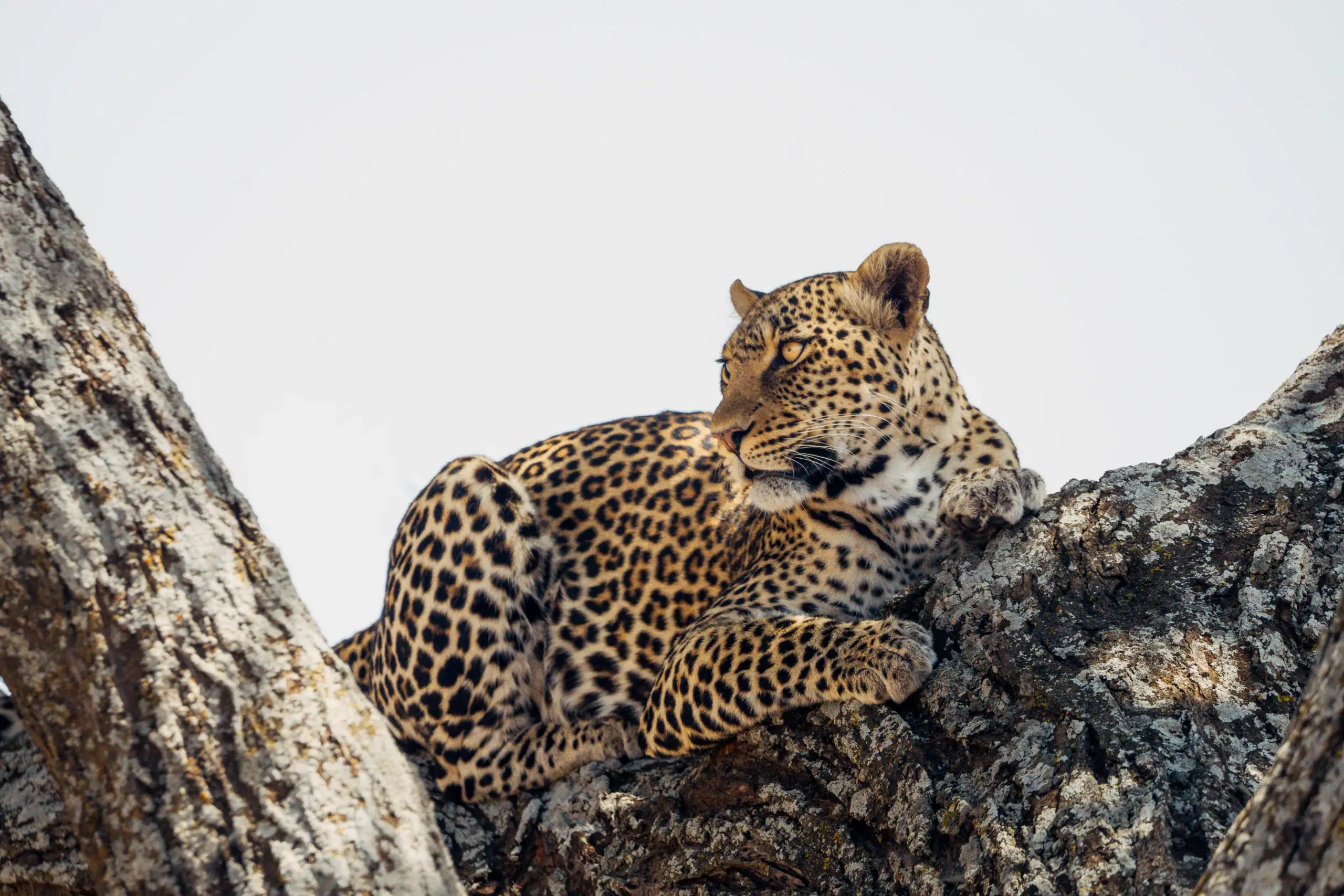 Leopard lying on a pale tree branch