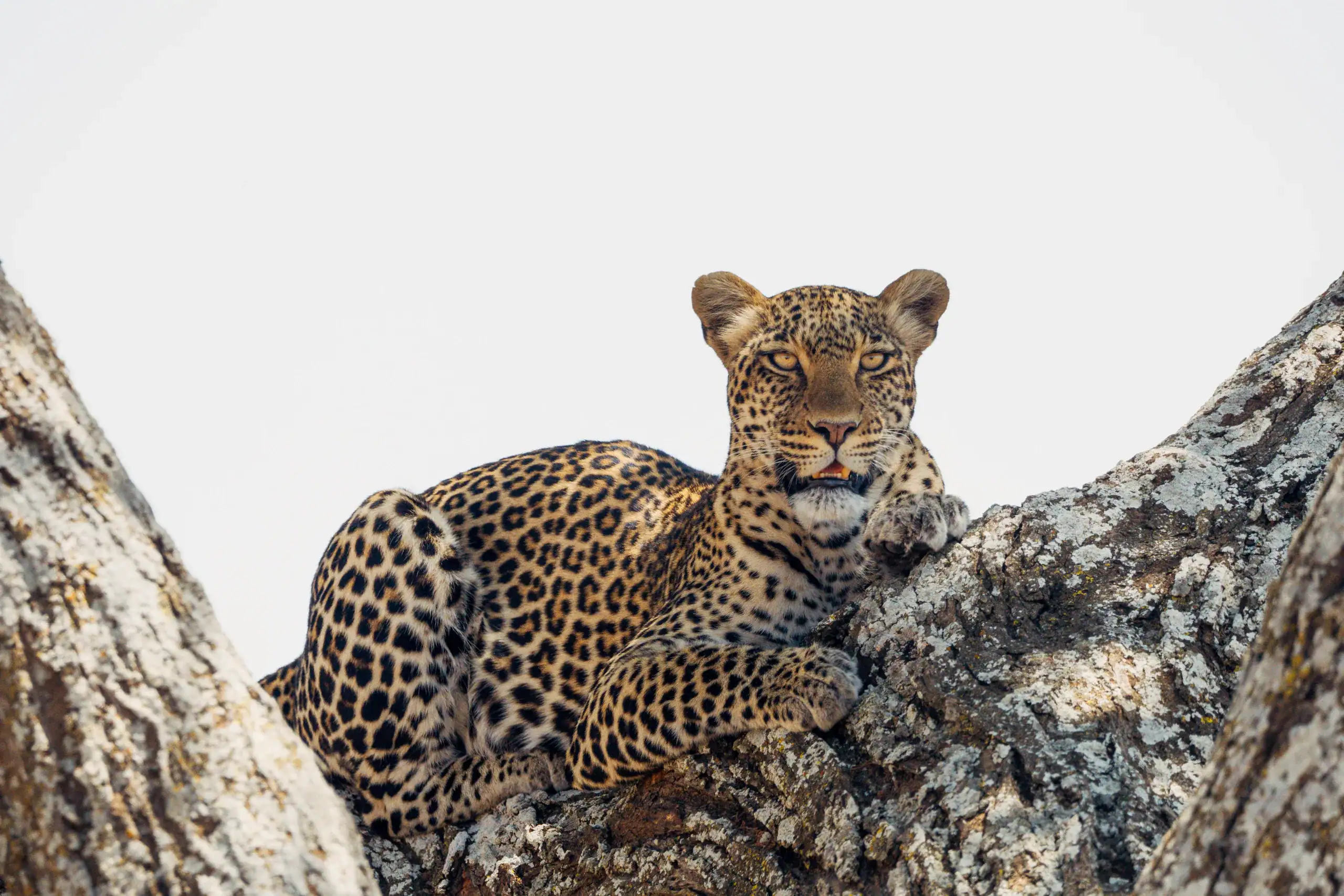 Leopard looking down from its resting place in a tree