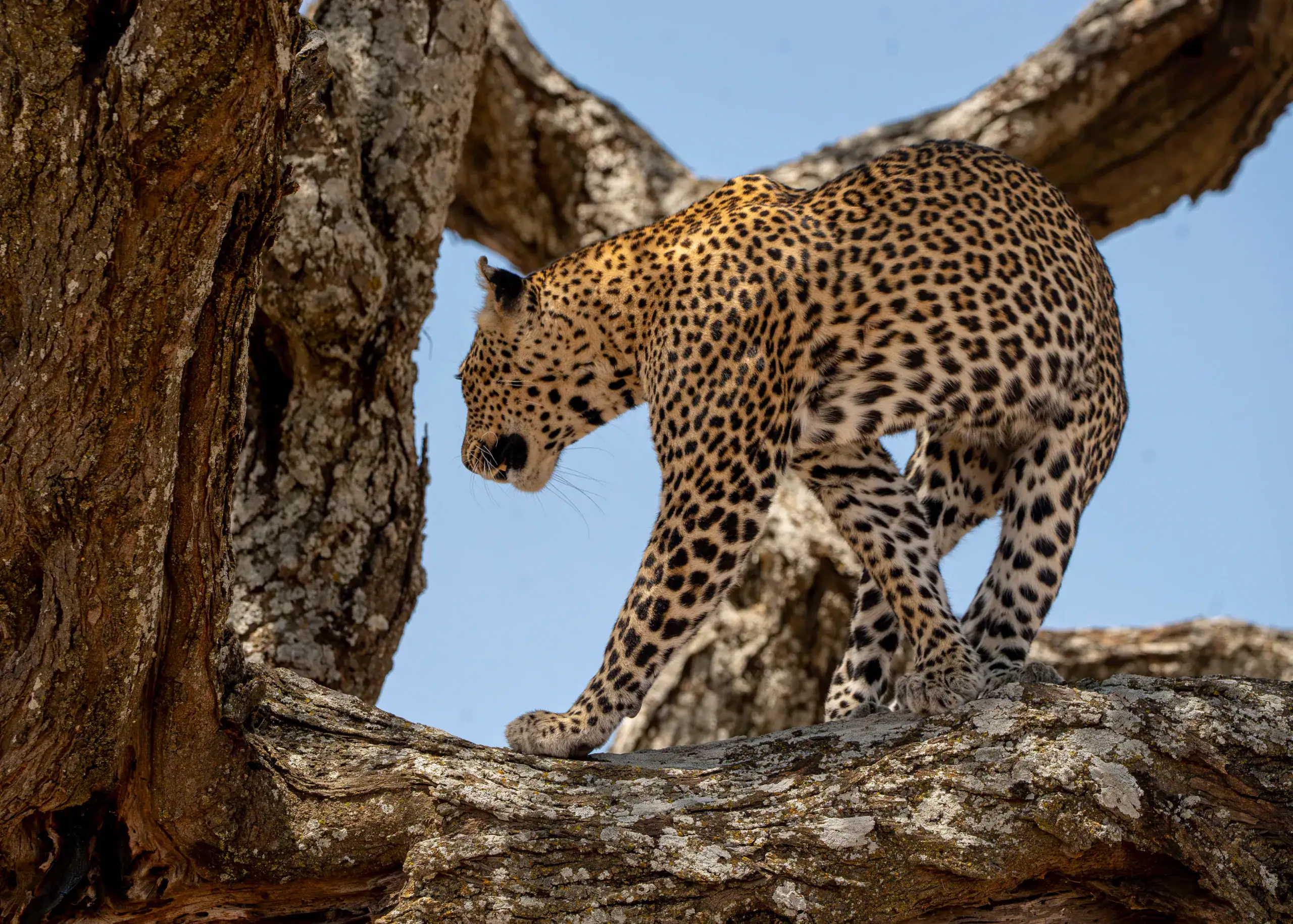 Leopard stepping between branches in a tree