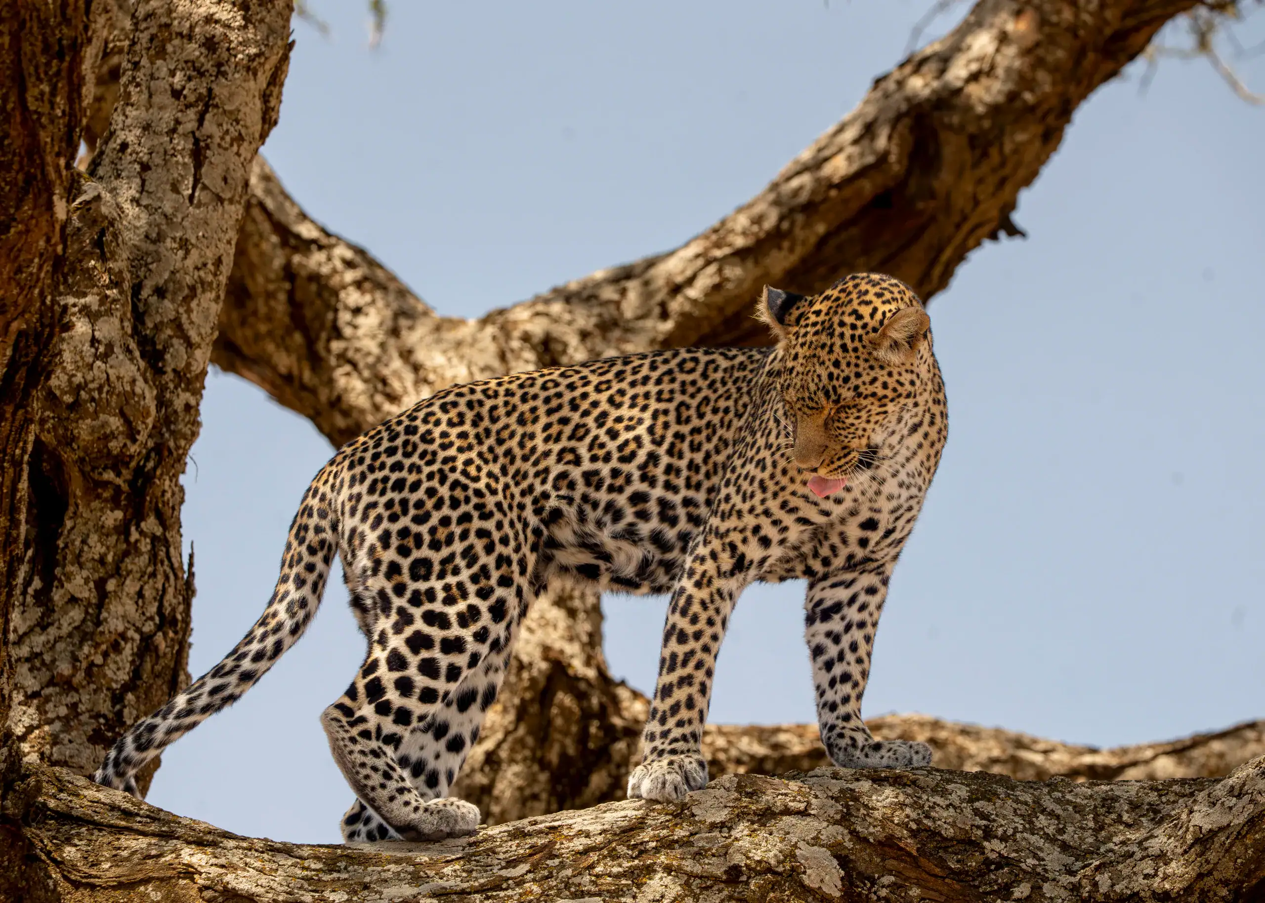 Leopard walking along a tree branch against a blue sky