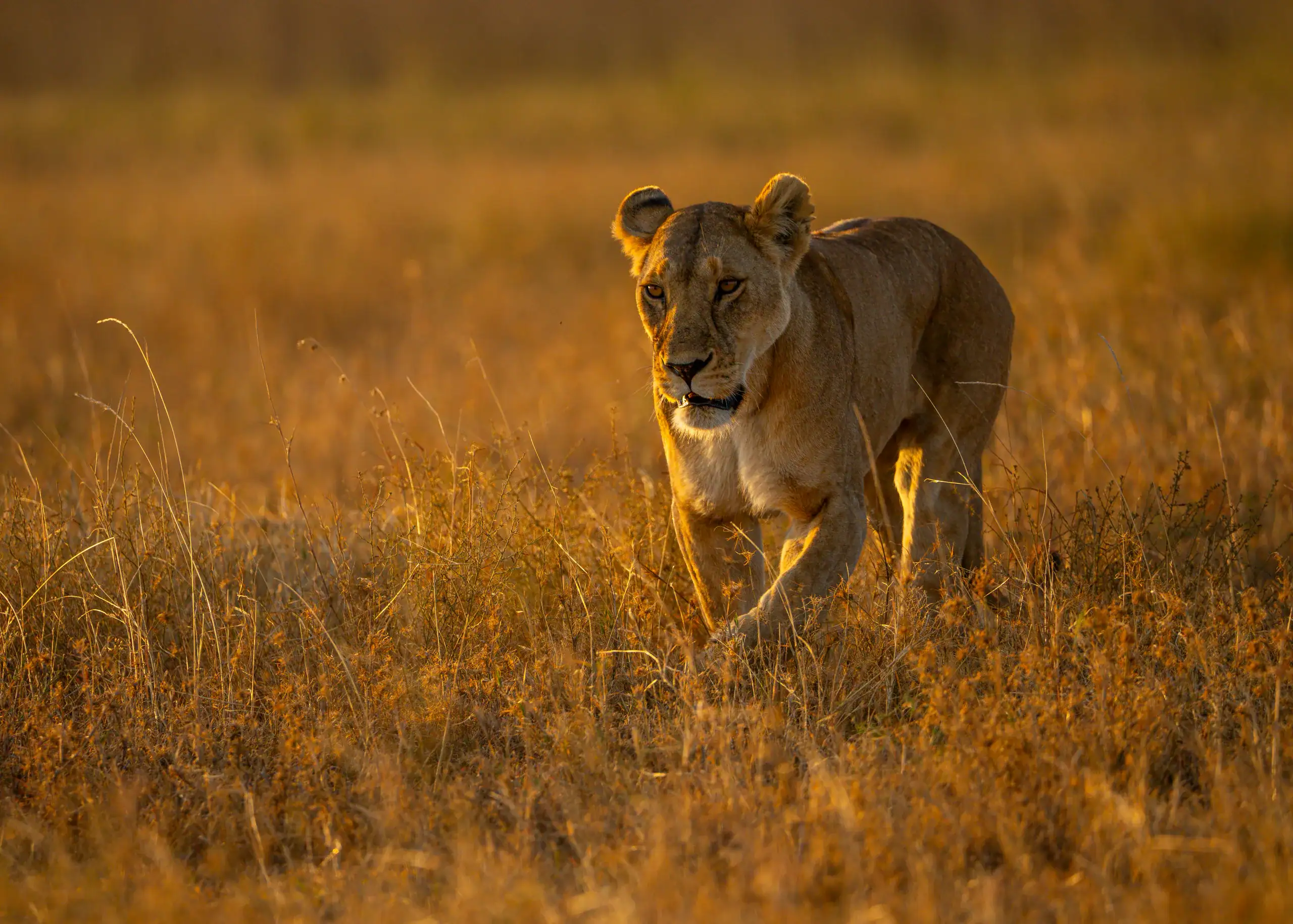 Lioness walking through tall golden grass at sunset