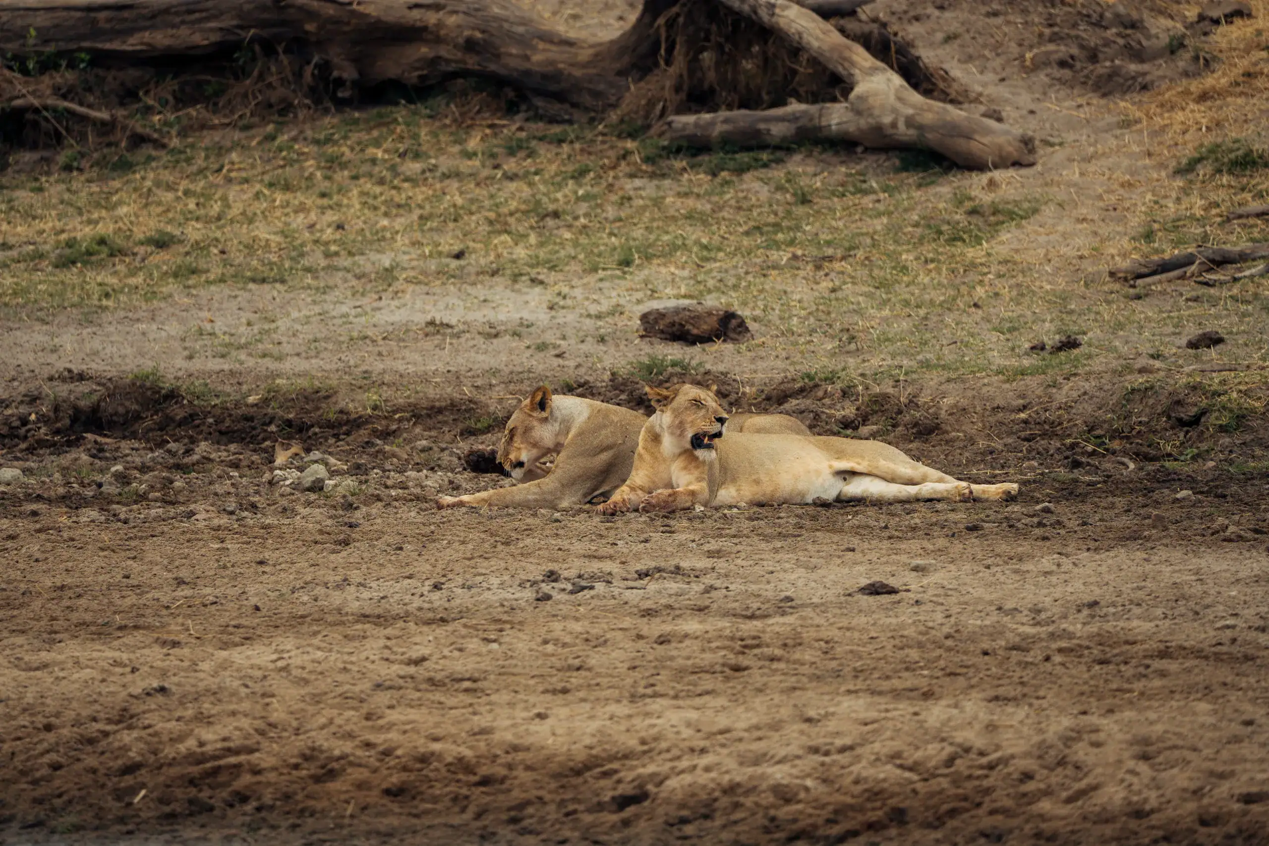 Lionesses resting together in a dry riverbed