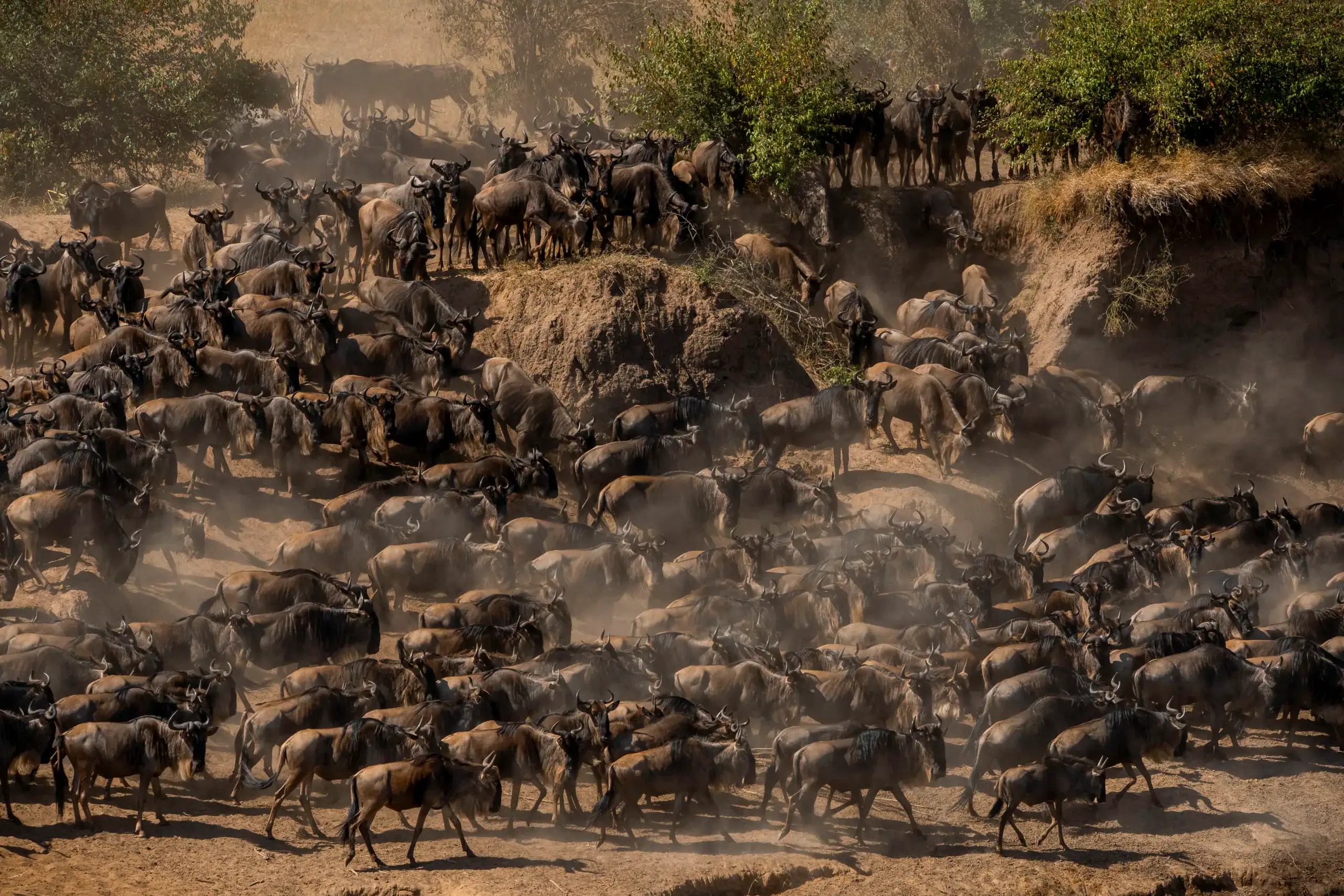 The Great Migration Safari
