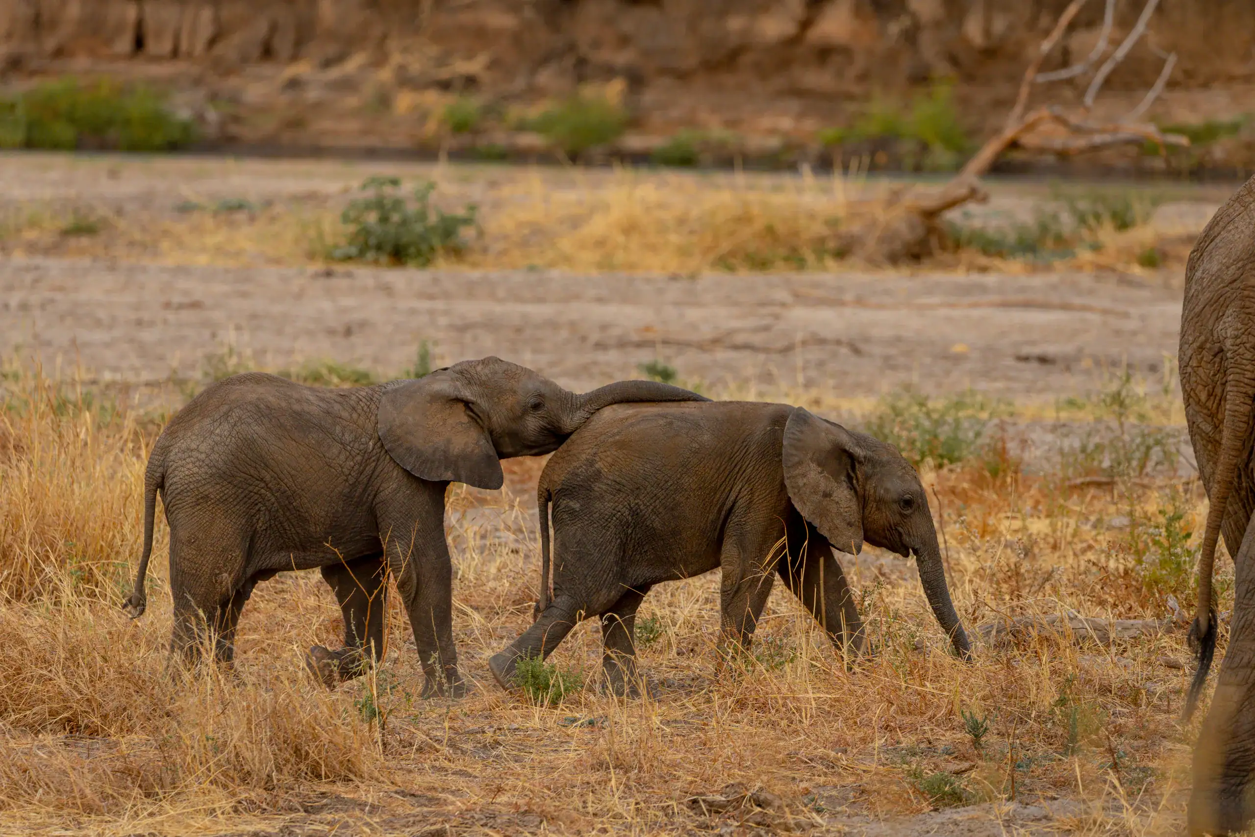 Two young elephants playing in a dry riverbed