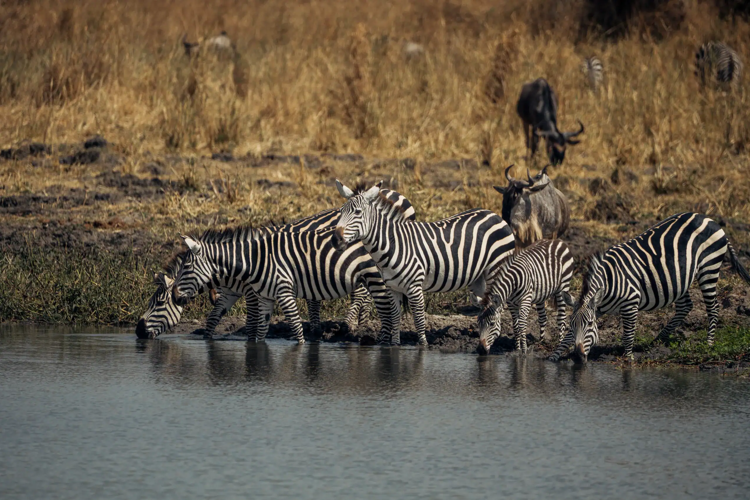 Zebras and wildebeest drinking at a waterhole