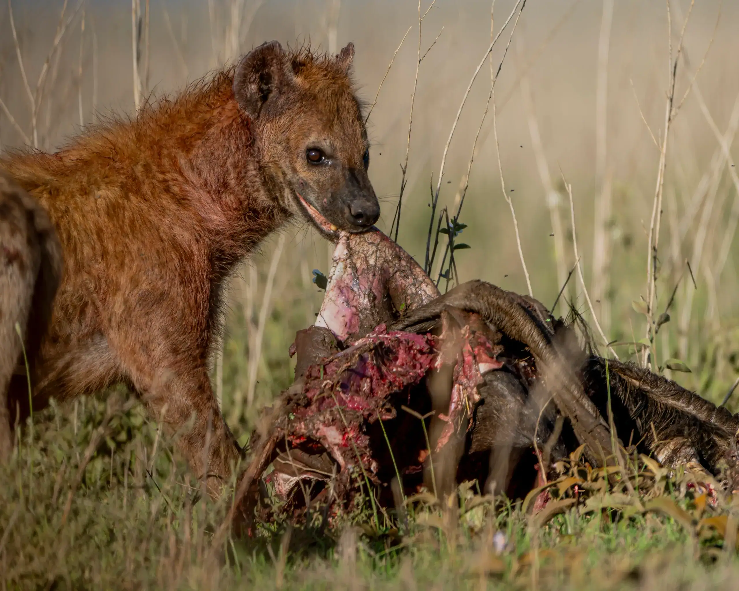 Spotted hyena feeding on a carcass